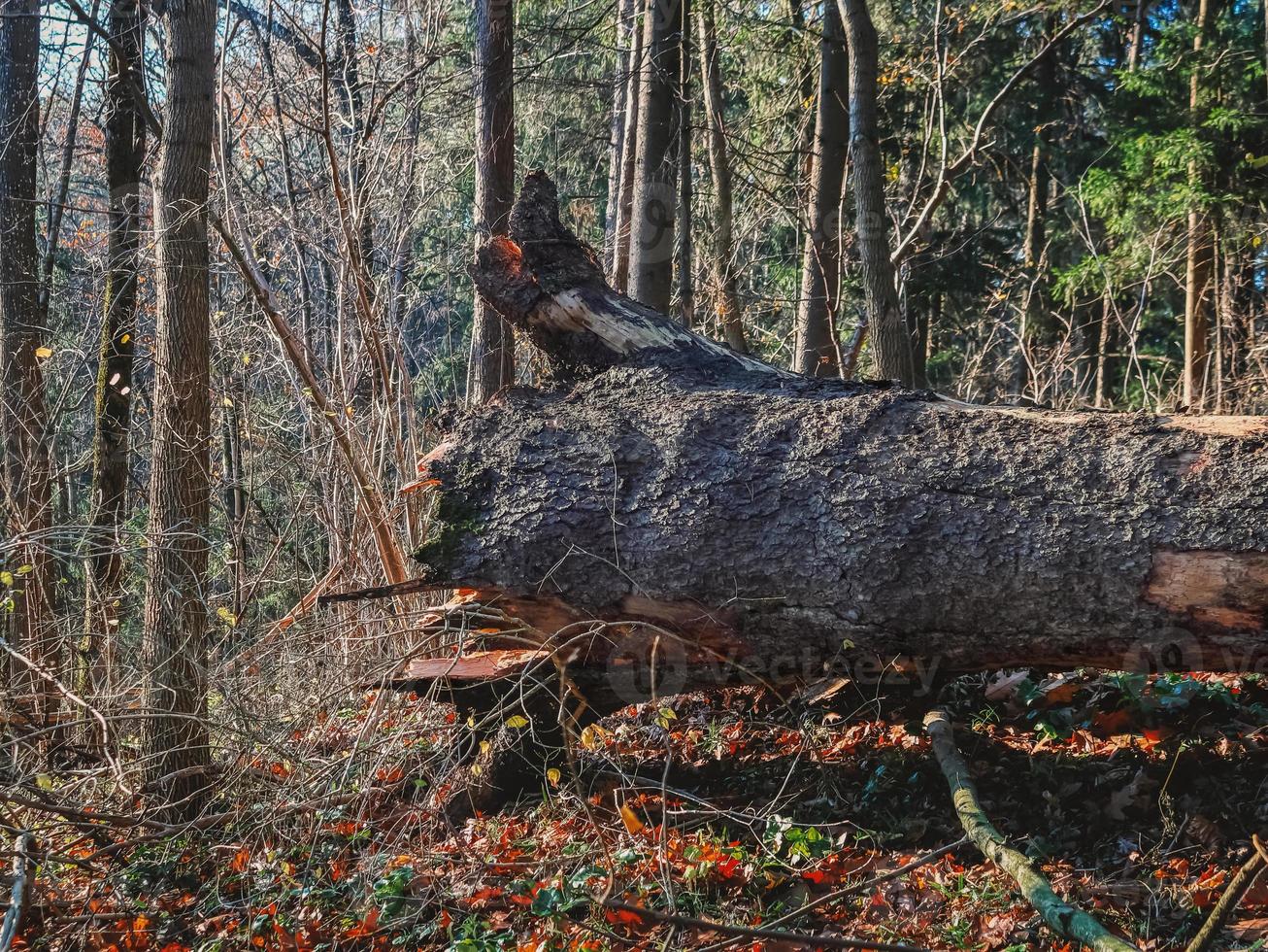 A fallen tree is in autumn forest on yellow leaves in soft sunlight photo