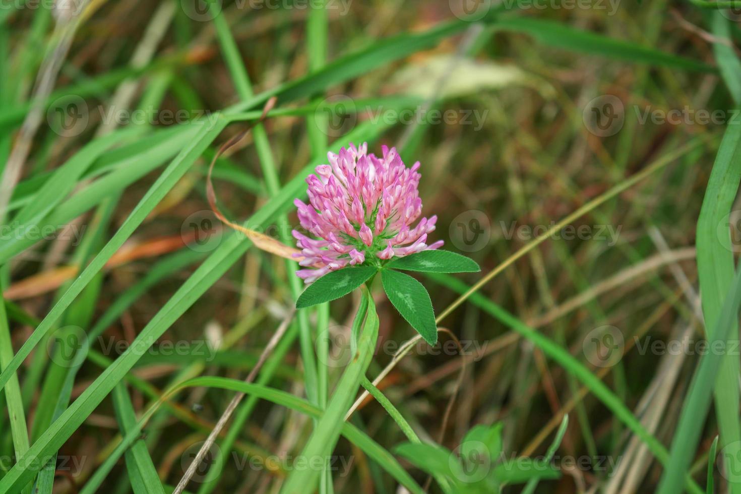 Pink clover flower in bloom on stem with three leaves growing among long green grass photo