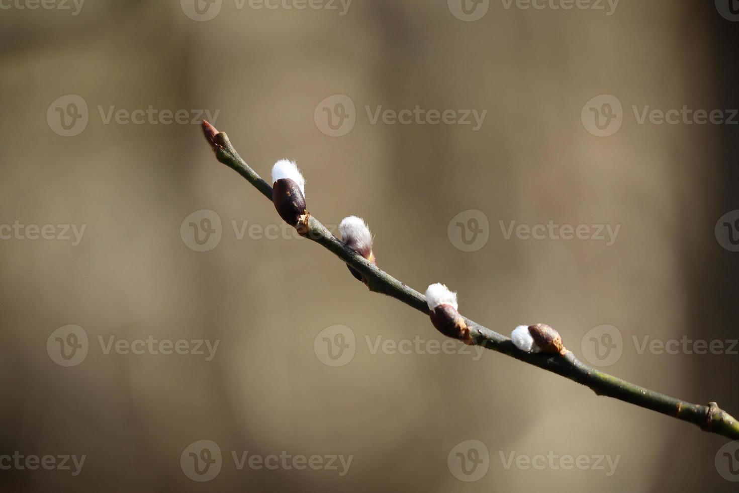 Close up of the white fluffy buds on a pussy willow tree branch on a warm spring day with a blurred brown background photo
