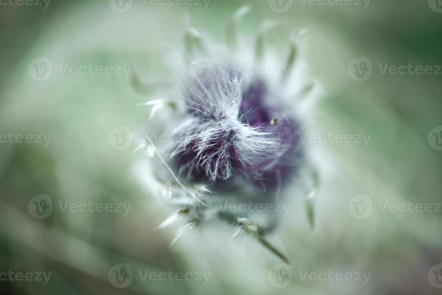 Prairie crocus spring flower bud hairy top macro shot on green blurry grass background photo
