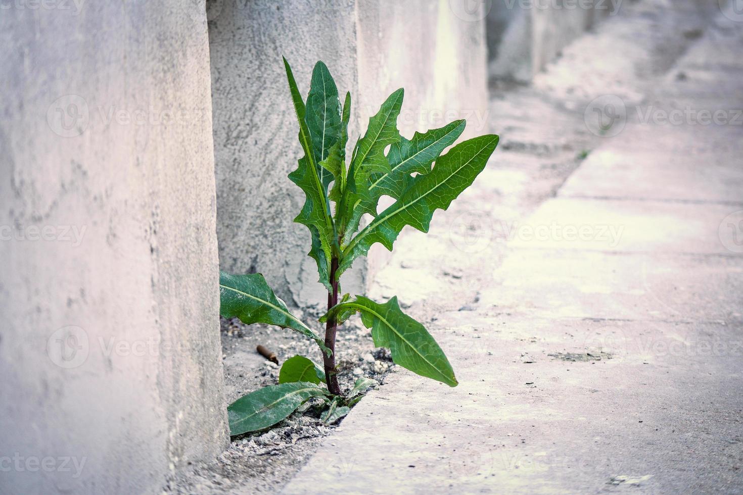 planta de algodoncillo con hojas largas y grandes que crecen en pavimento de hormigón cerca de una pared de construcción foto