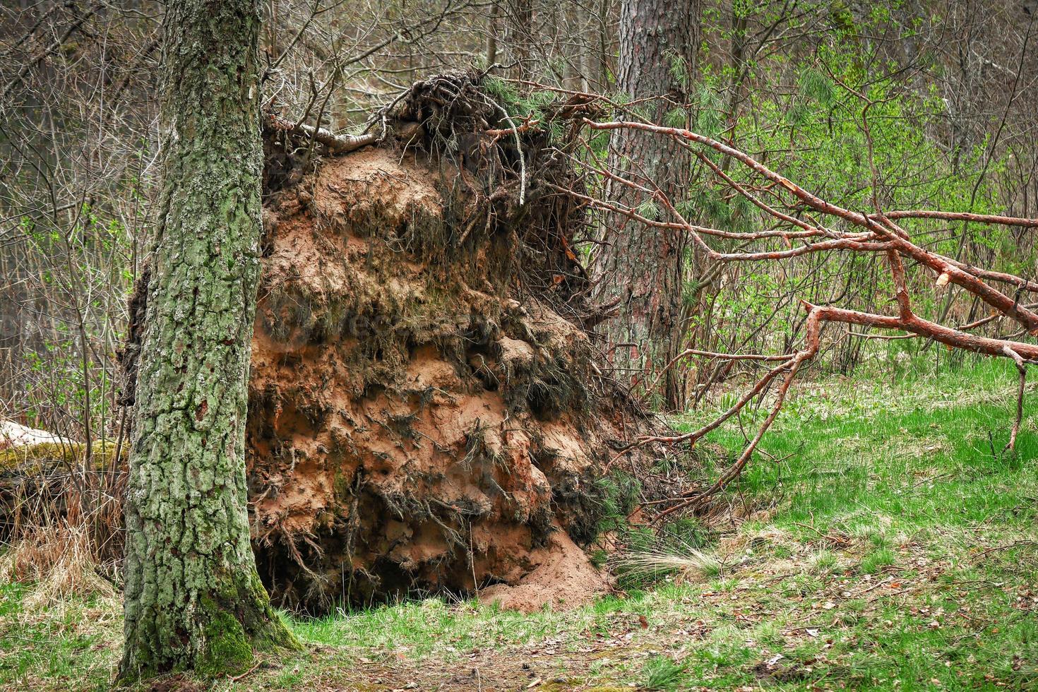 Fallen pine tree in the forest with it's roots lifted up photo