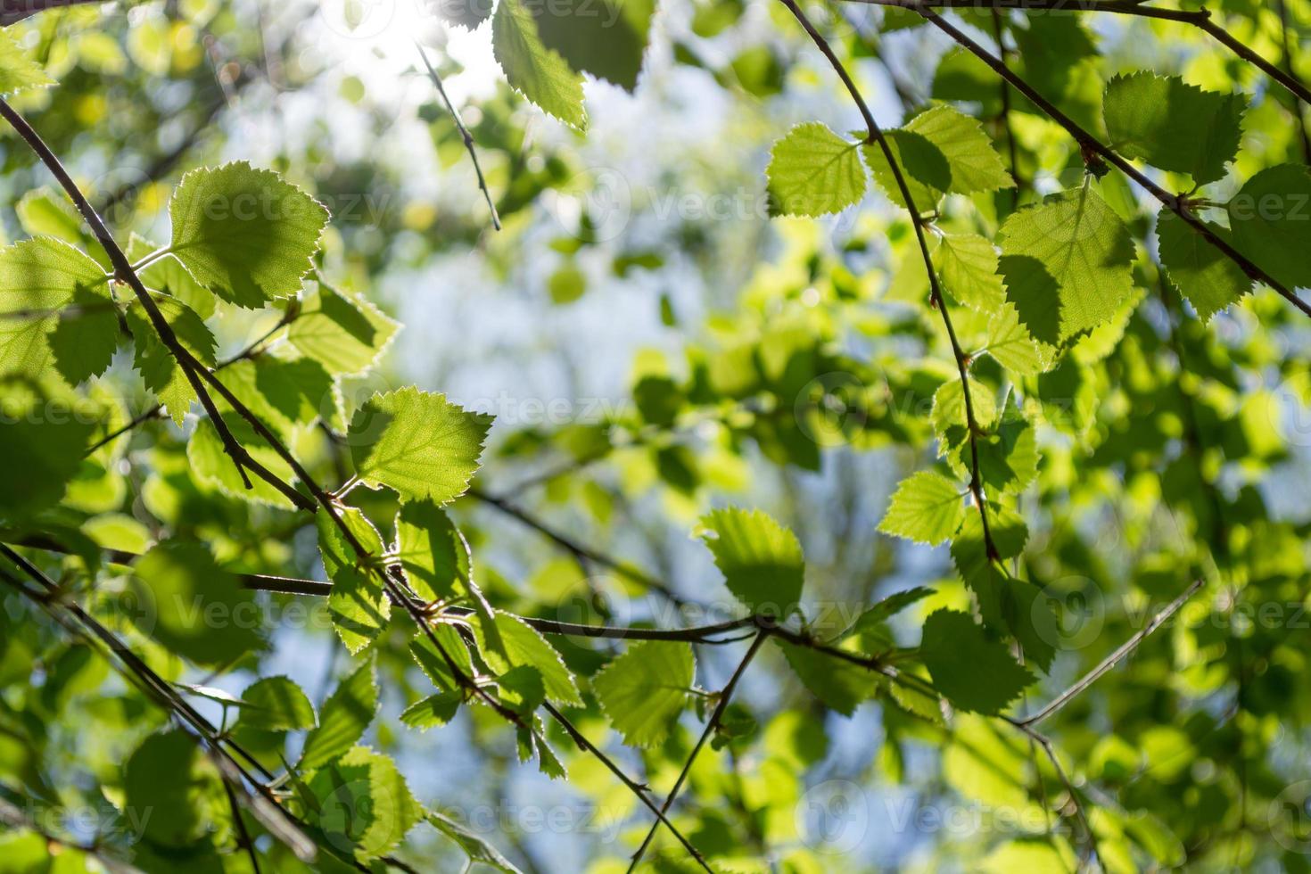 Green juicy birch leaves. Sunlight beats through branches and greenery, reminding of freshness, hope and ecology. Backdrop photo