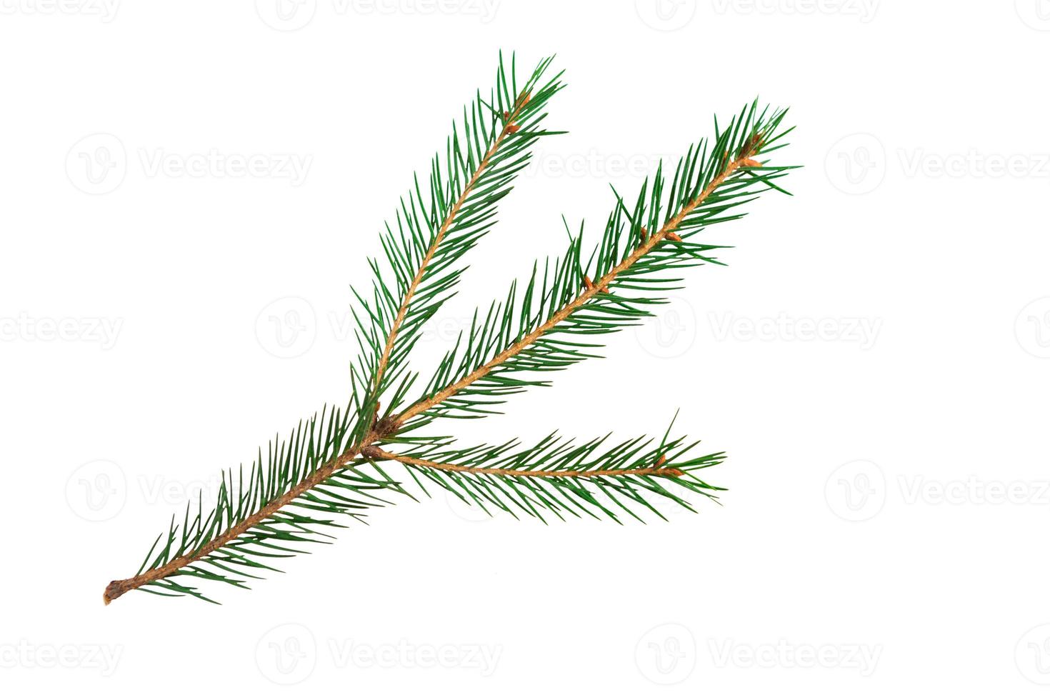 Green spruce branch with short needles close-up on a white background, isolate. Christmas tree, decoration. New year, Christmas. Evergreen coniferous tree, common spruce photo