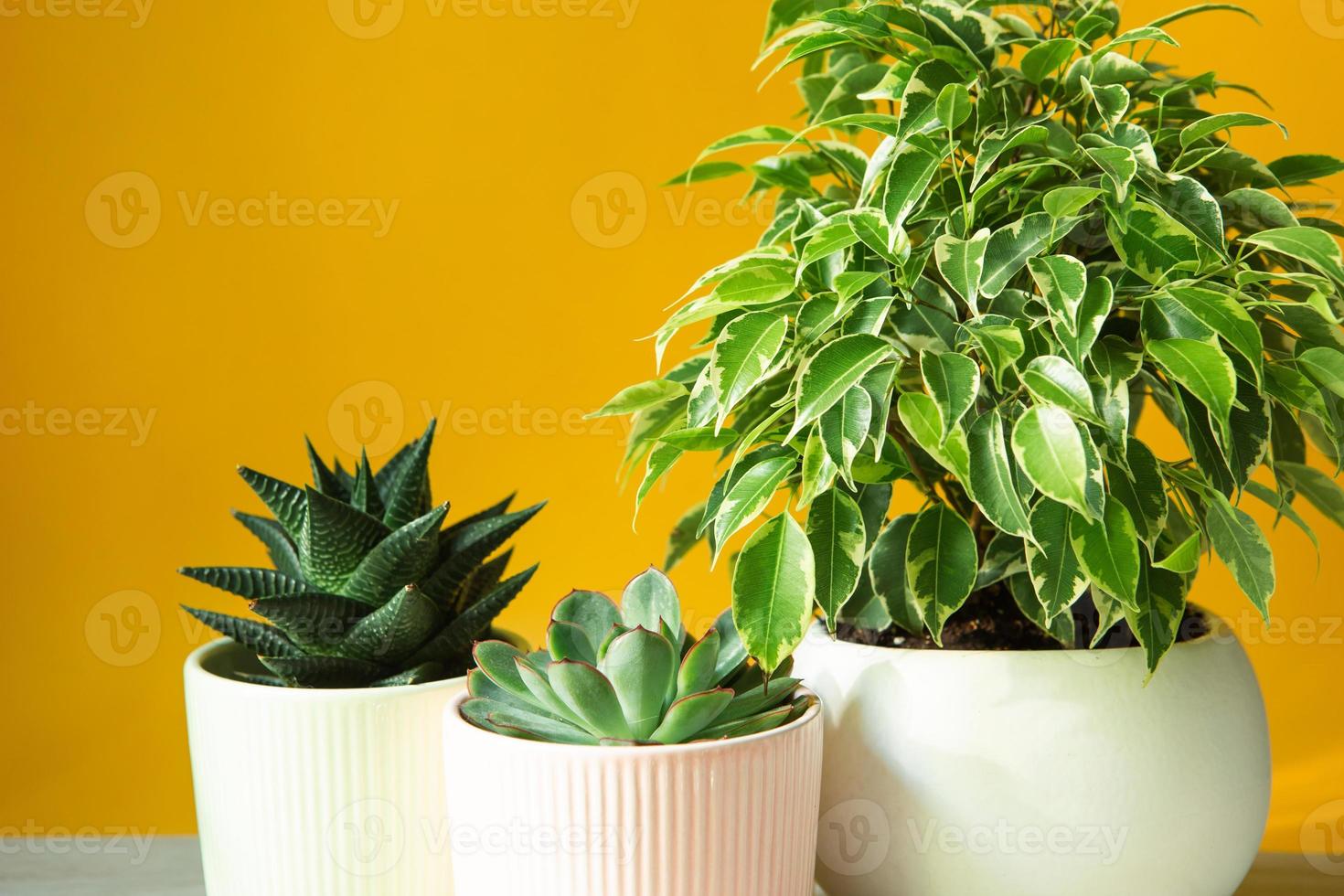 A group of popular potted house plants Calathea, Maranta, Marantaceae, Haworthia, Ficus lirata, Benjamin, Echeveria. Growing potted house plants, green home decor, care and cultivation photo