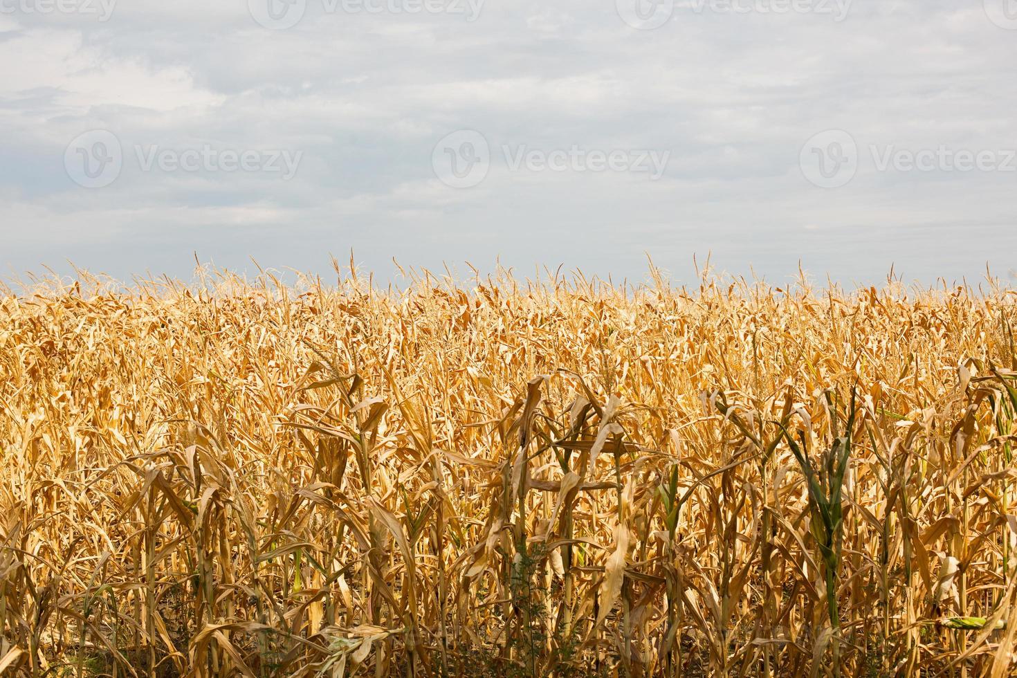 el campo de maíz dorado. la cosecha de otoño, los tallos secos. día de acción de gracias, fondo natural foto