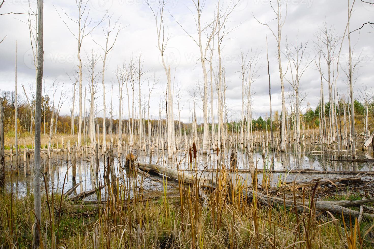 A swamp with dry dead trees, logs, and flowering cattails