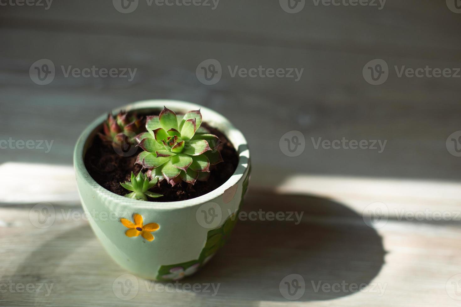 Echeveria in a pot in bright light with shadows. A house plant, a green home, a succulent is a symbol of harmony. Copy space. Care of indoor plants photo