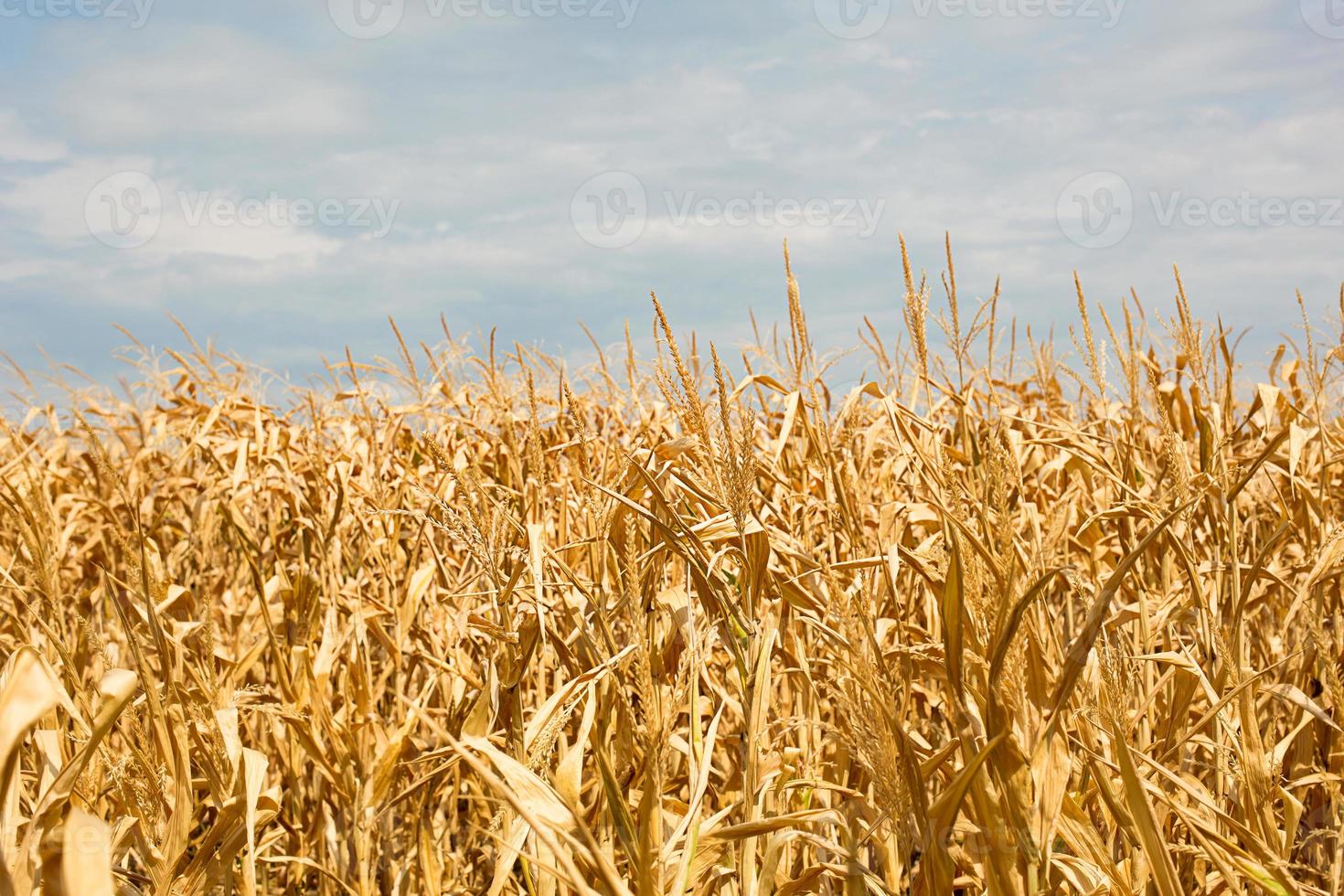 el campo de maíz dorado. la cosecha de otoño, los tallos secos. día de acción de gracias, fondo natural foto