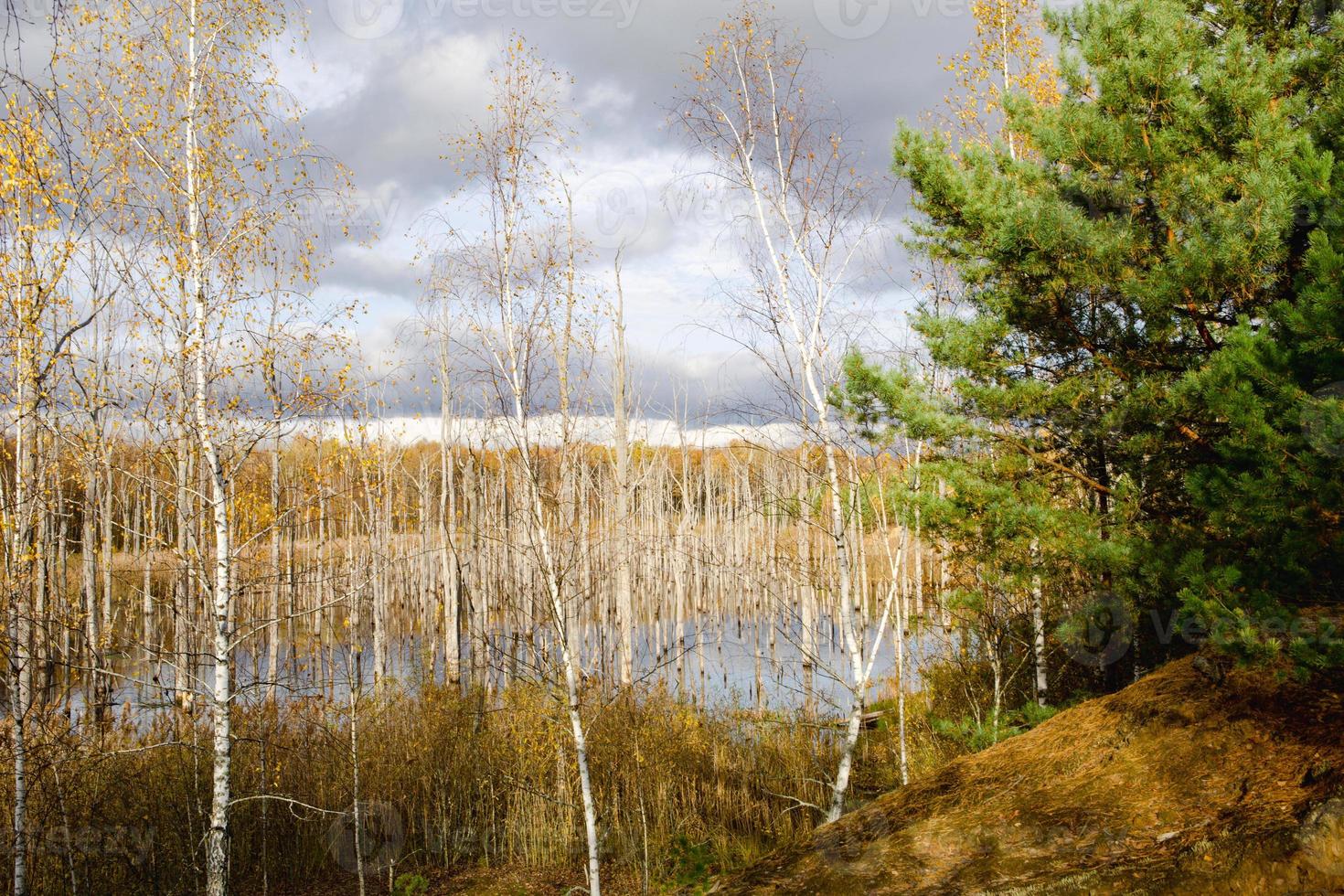 A swamp with dry dead trees, logs, and flowering cattails. Environmental problems, waterlogging of the territory, uninhabitable areas. Natural background photo