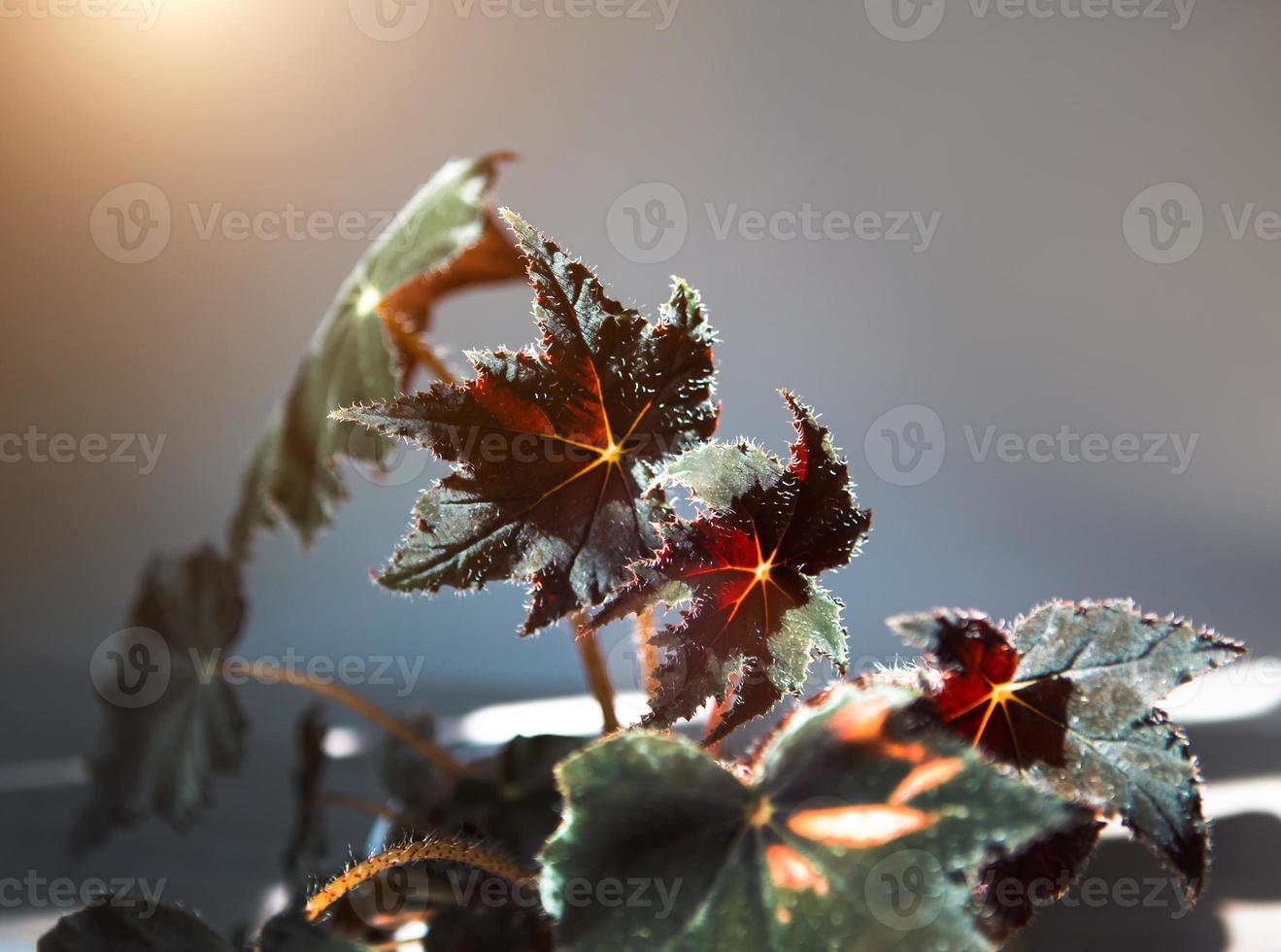 Begonia Cleopatra close-up leaf on the windowsill in bright sunlight with shadows. Potted house plants, green home decor, care and cultivation photo