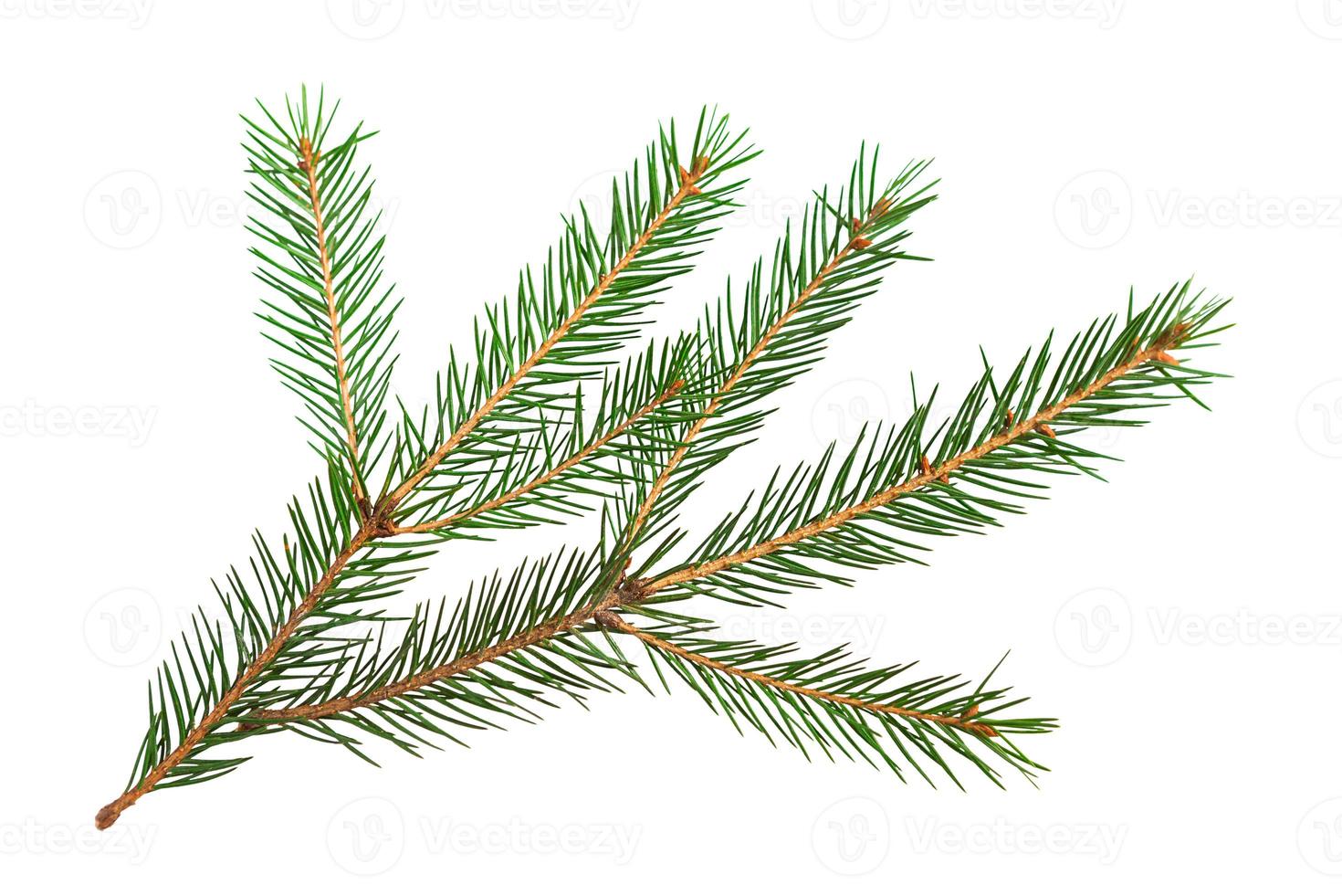 Green spruce branch with short needles close-up on a white background, isolate. Christmas tree, decoration. New year, Christmas. Evergreen coniferous tree, common spruce photo