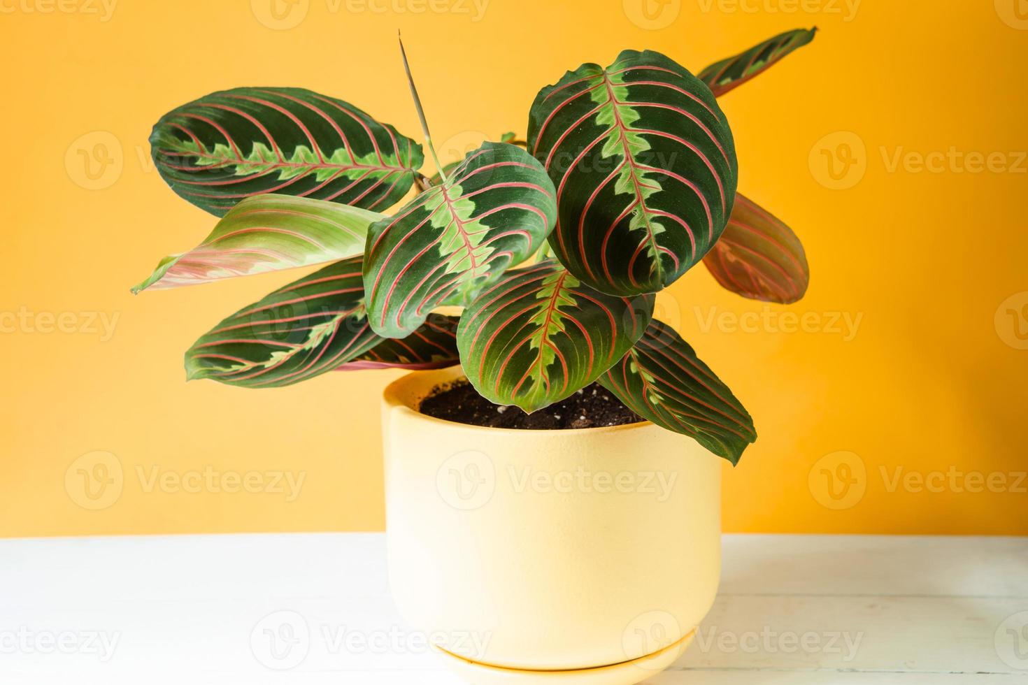Beautiful maranta leaves with an ornament on a yellow background close-up. Maranthaceae family is unpretentious plant. Copy space. Growing potted house plants, green home decor, care and cultivation photo