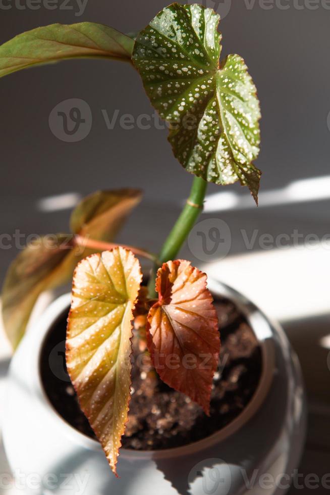 Coral begonia Corallina, silver-spotted argentea-guttata close-up in bright sunlight with shadows. Potted house plants, home decor, care and cultivation photo