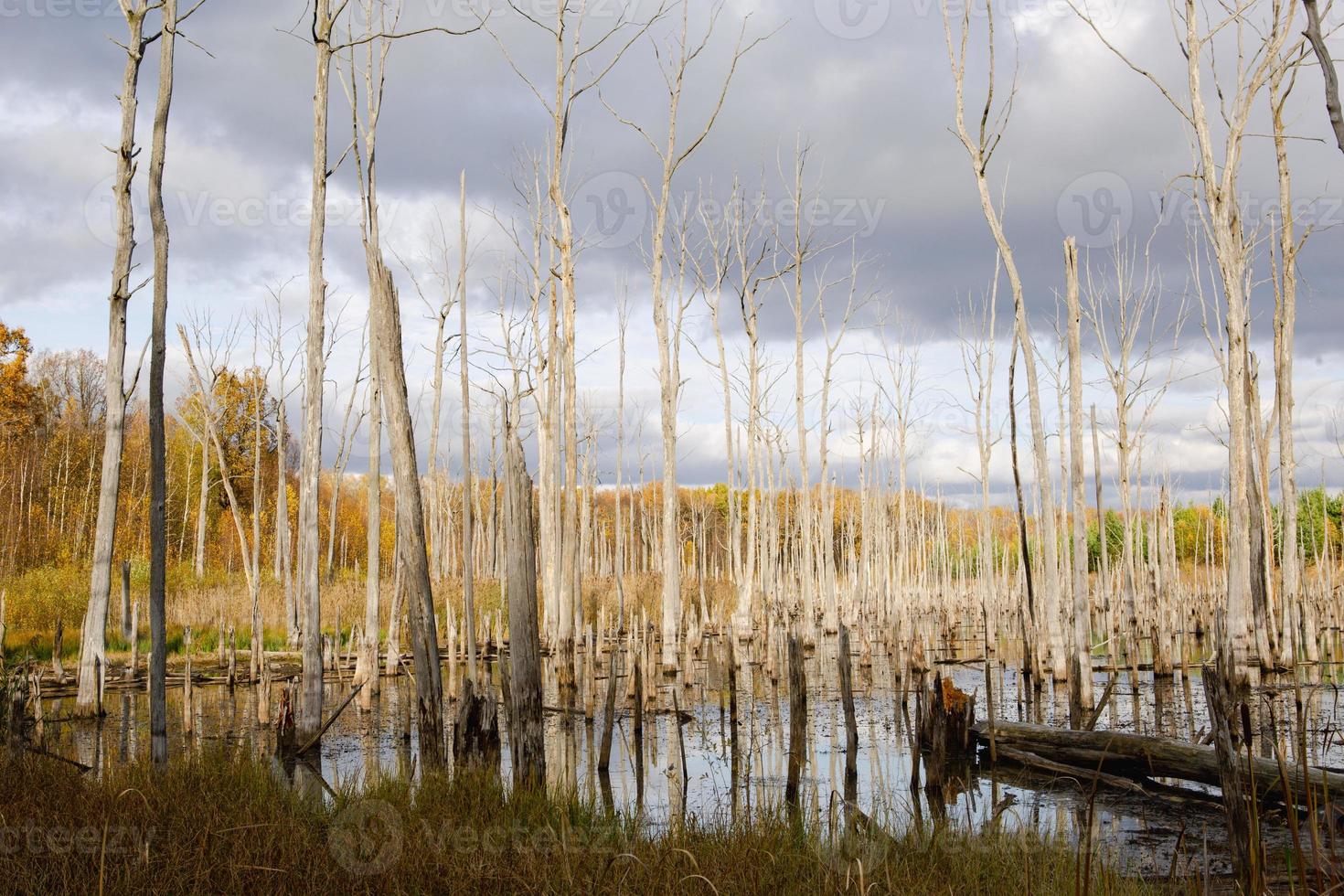 A swamp with dry dead trees, logs, and flowering cattails. Environmental problems, waterlogging of the territory, uninhabitable areas. Natural background photo