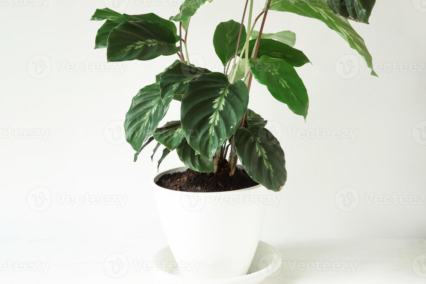 calathea louisae maui reina hoja verde primer plano en maceta blanca.  plantas de interior en macetas, decoración del hogar verde, cuidado y  cultivo, variedad marantaceae. 8006007 Foto de stock en Vecteezy