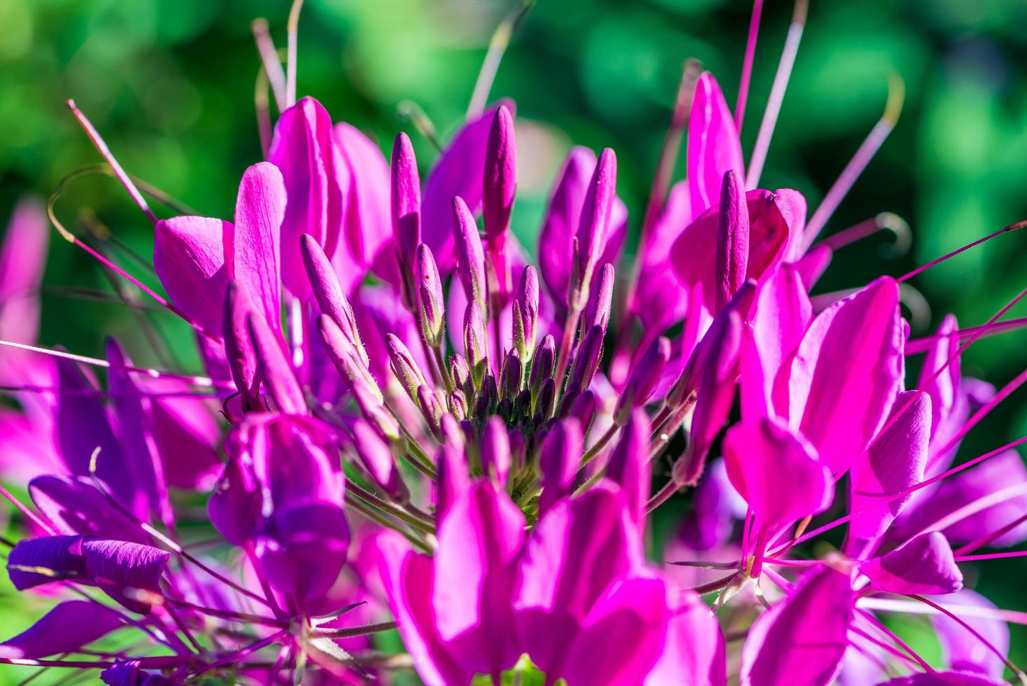 flor de la naturaleza de fondo. flores rosadas y moradas foto