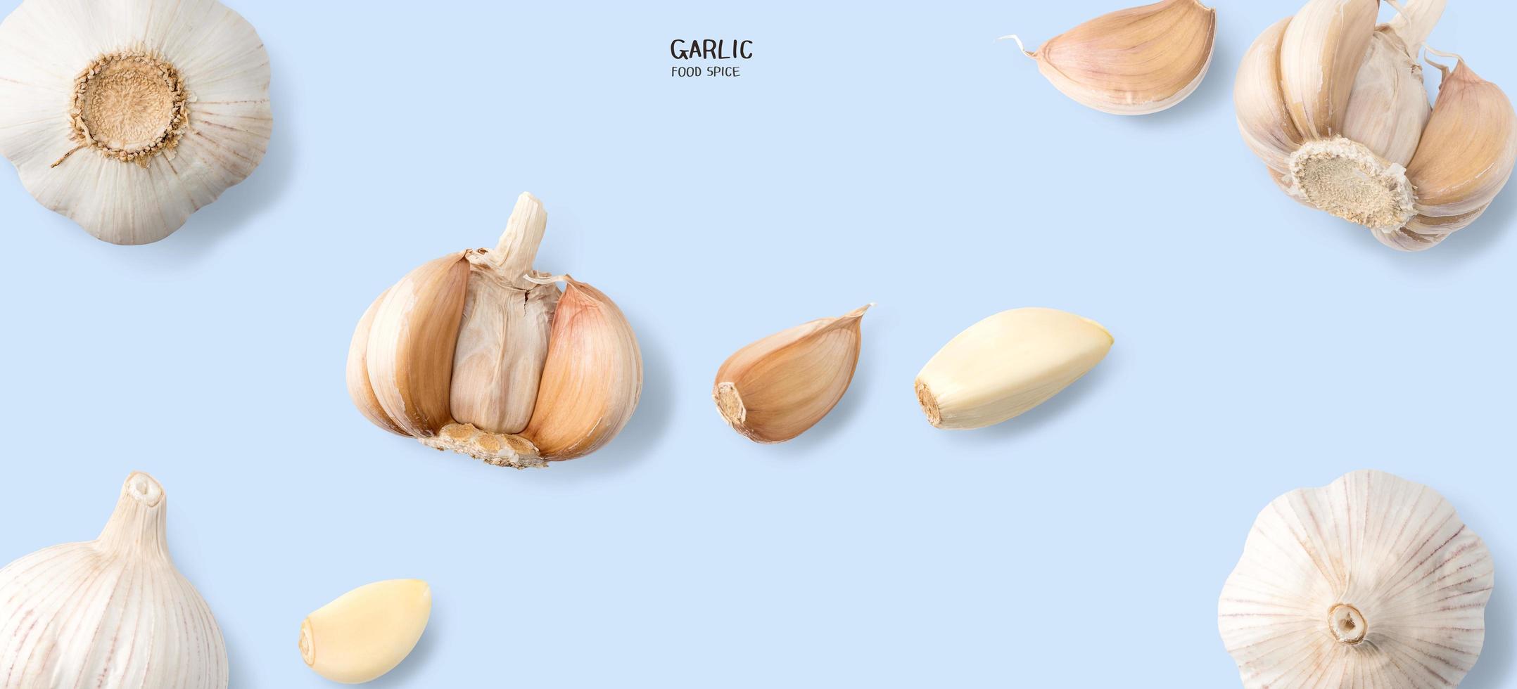 Garlic isolated on blue background. Cooking spices photo