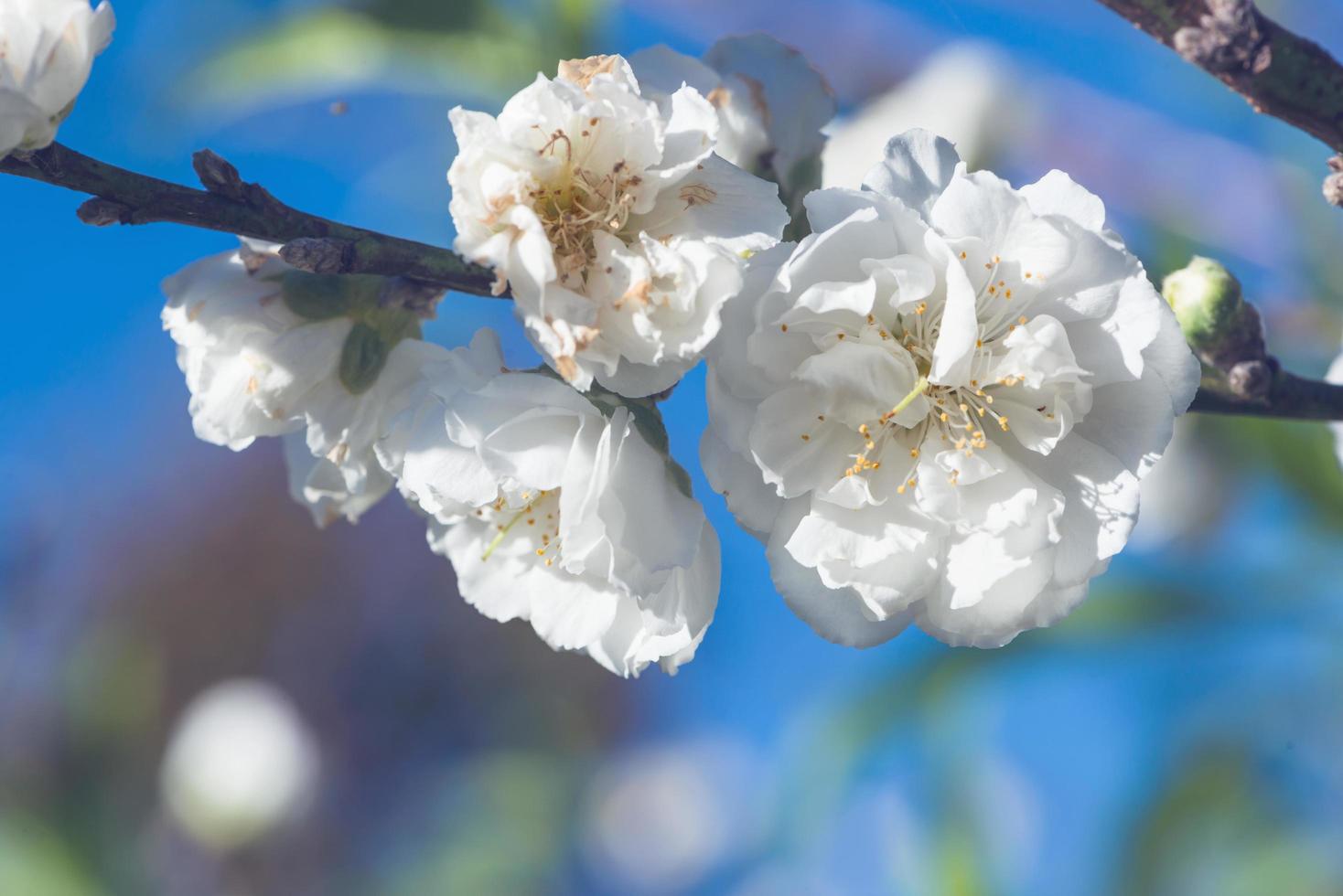 background White flower  Prunus persica. photo