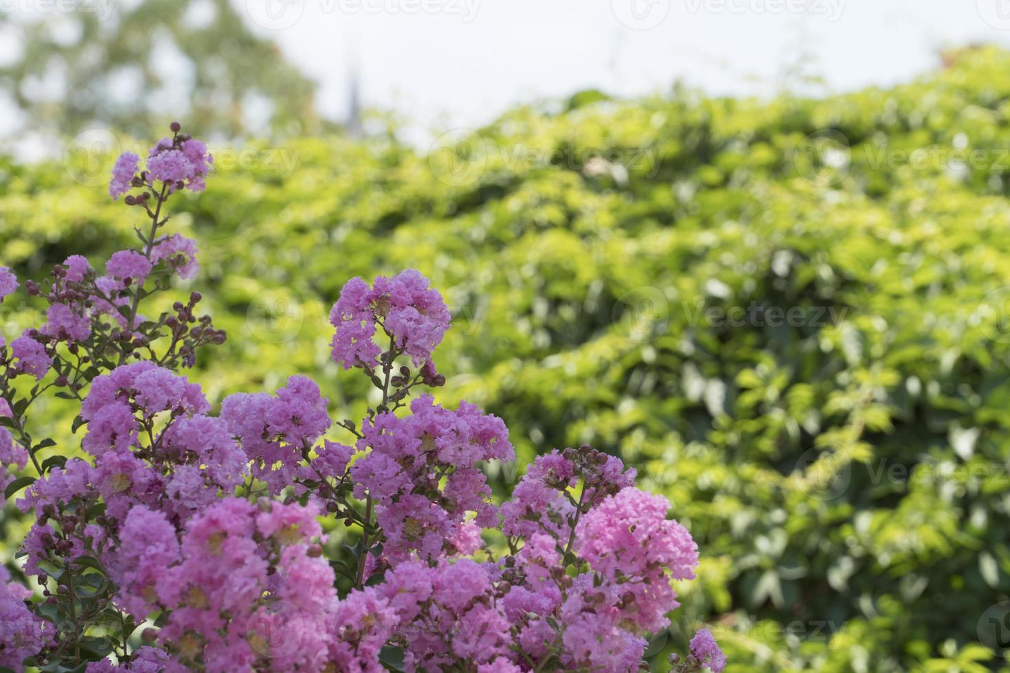 The beautiful flowers and nature photo