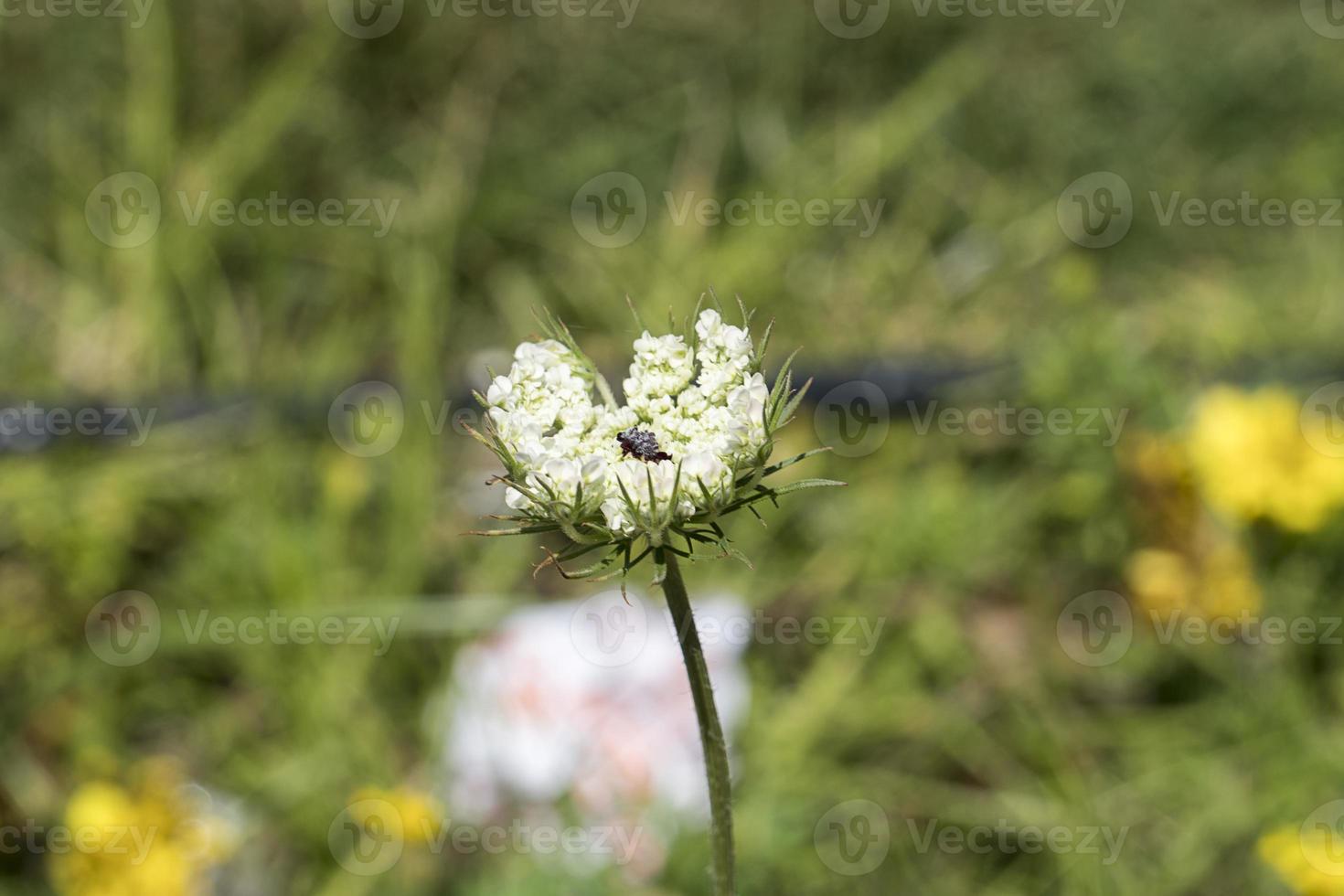 The beautiful flowers and nature photo