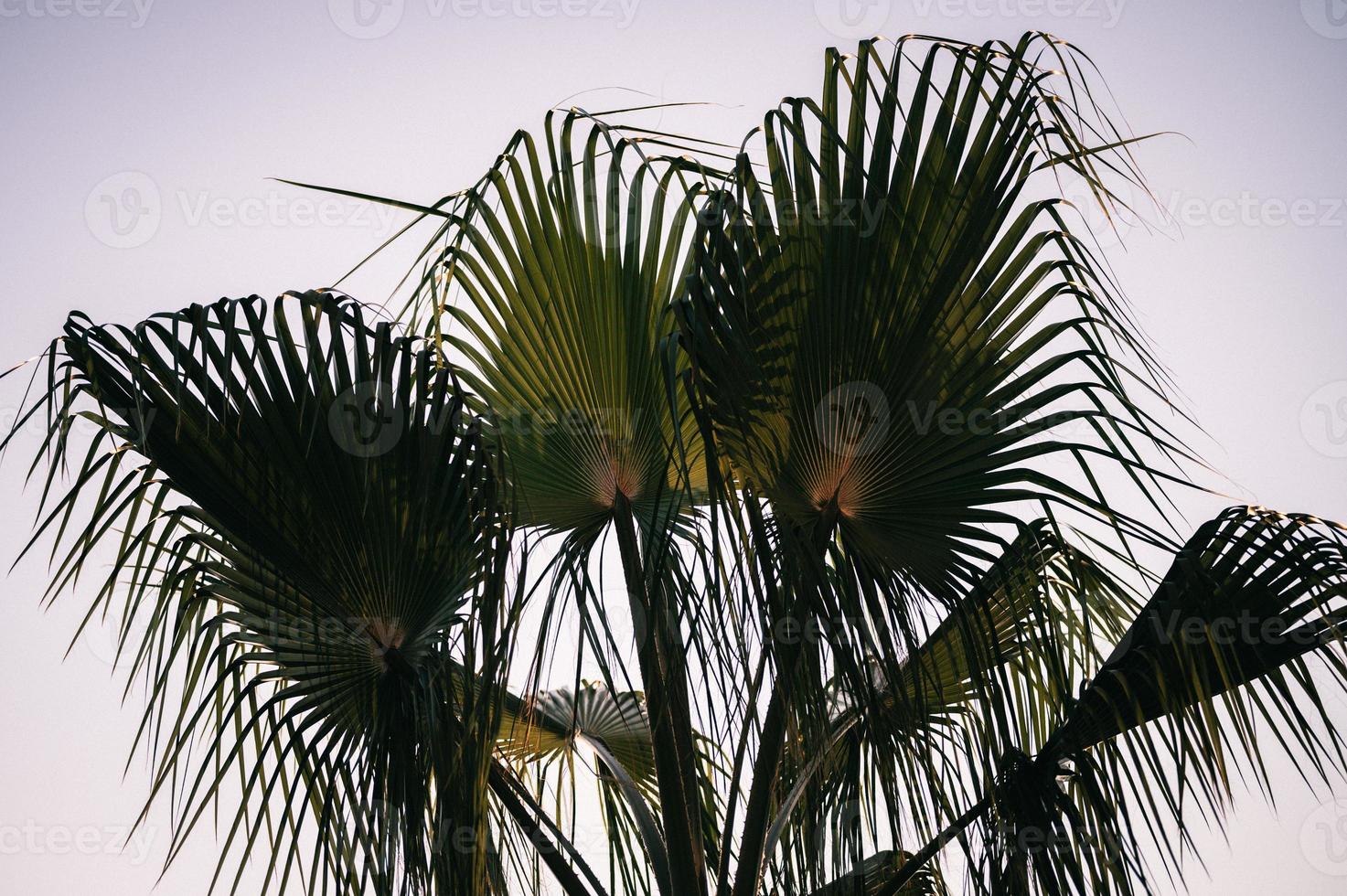 palm tree sky leaves photo