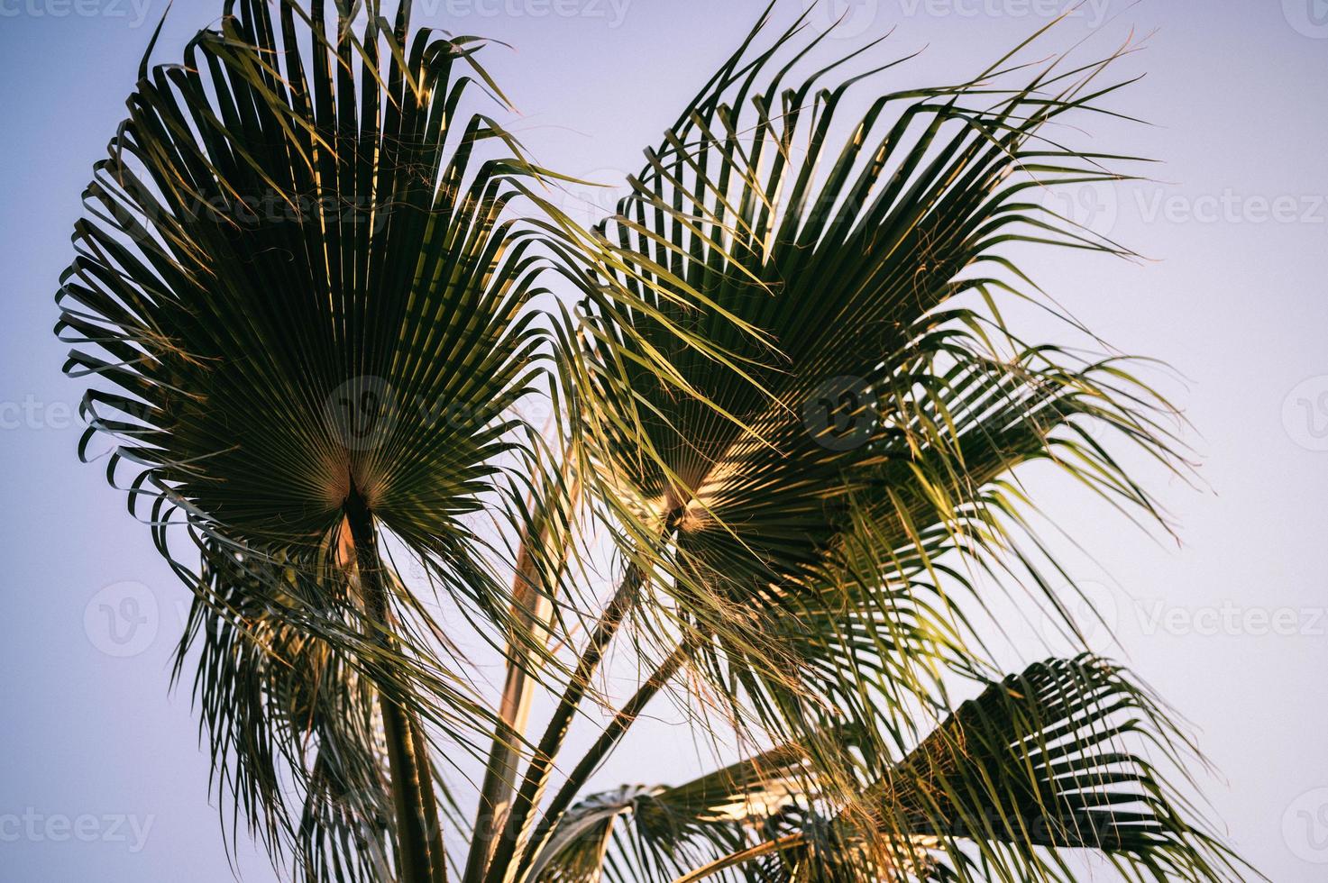 palm tree sky leaves photo