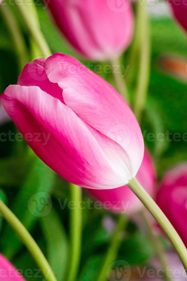 Tulip flower close up. Delicate bud, symbol of spring. photo
