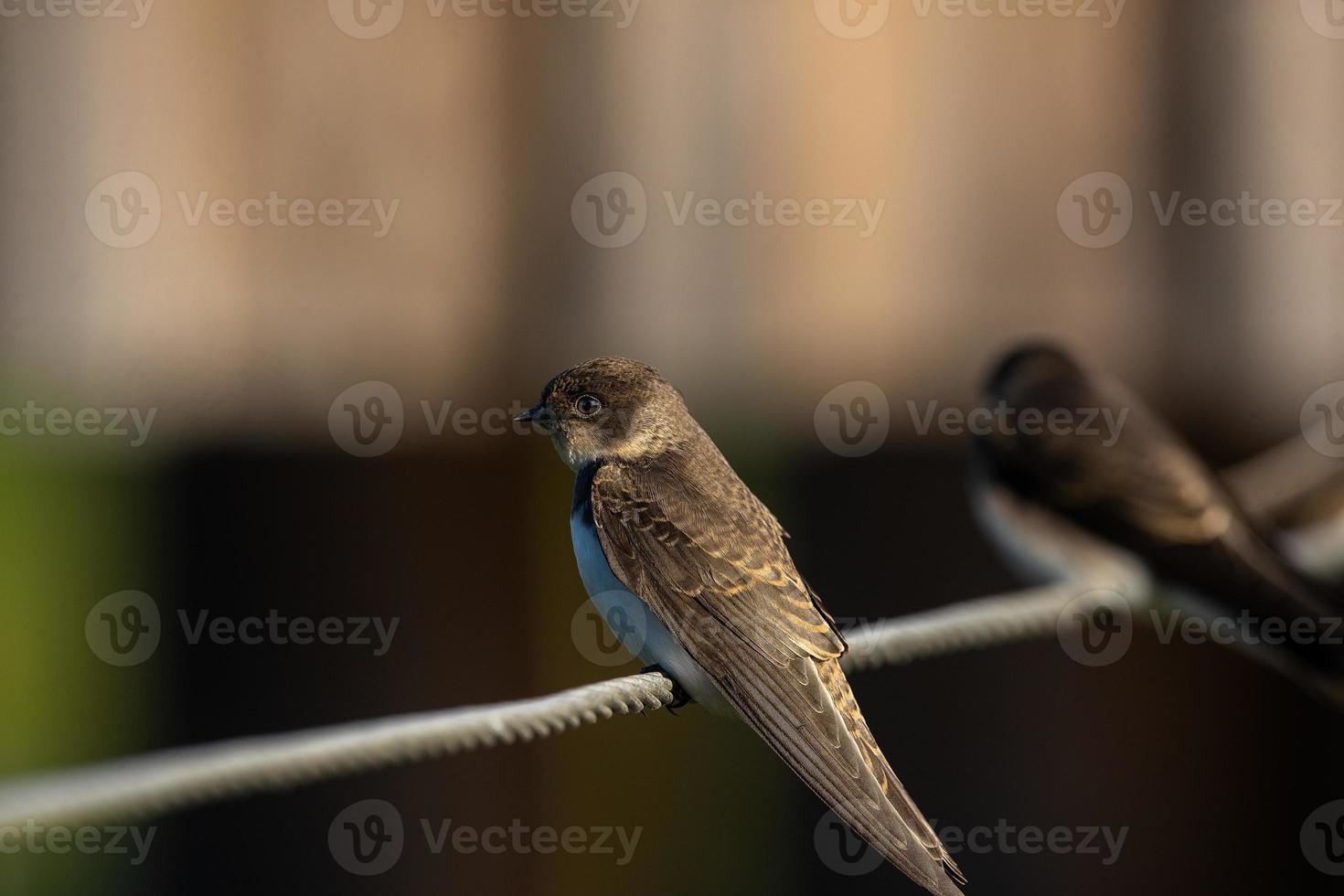 Sand martin bird , close up photo