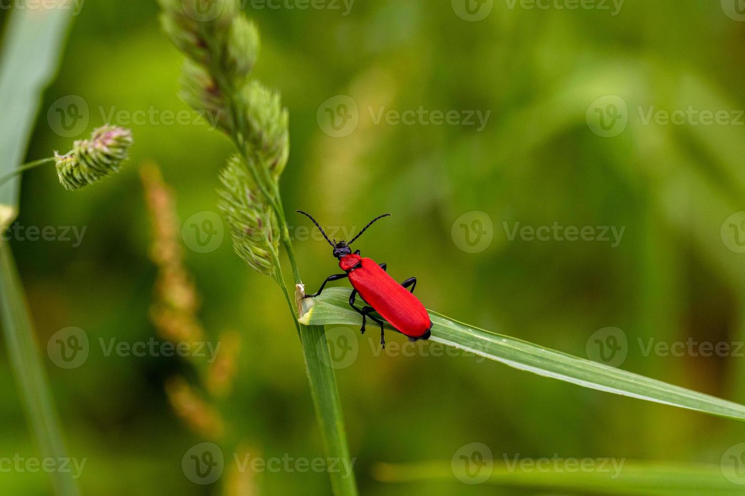 Fire beetle at a blade photo