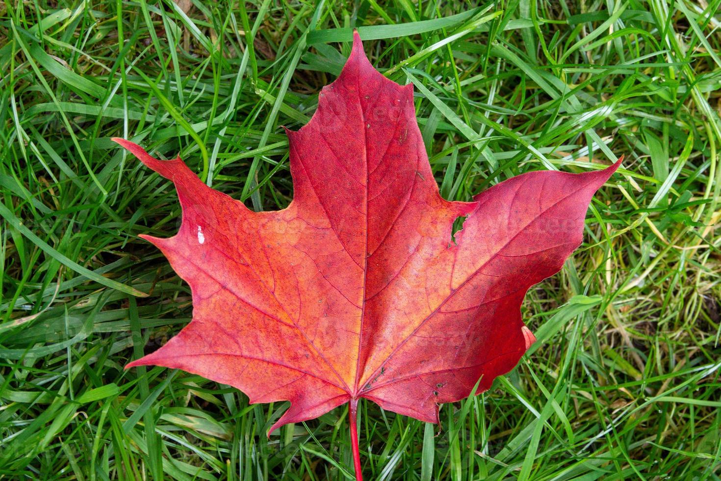 Maple leaf red brown photo