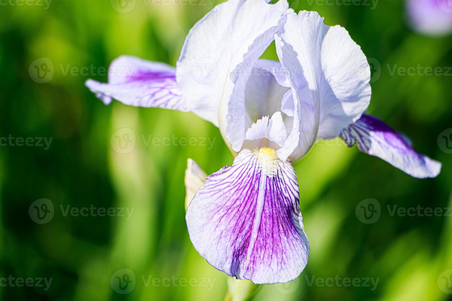 Purple flowers irises in garden. Striped petal violet bearded iris or barbata. photo