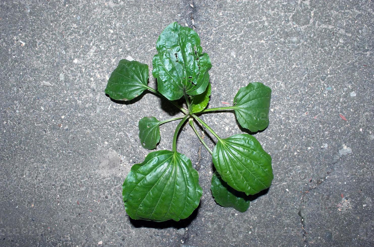 plantain grass growing on the asphalt photo