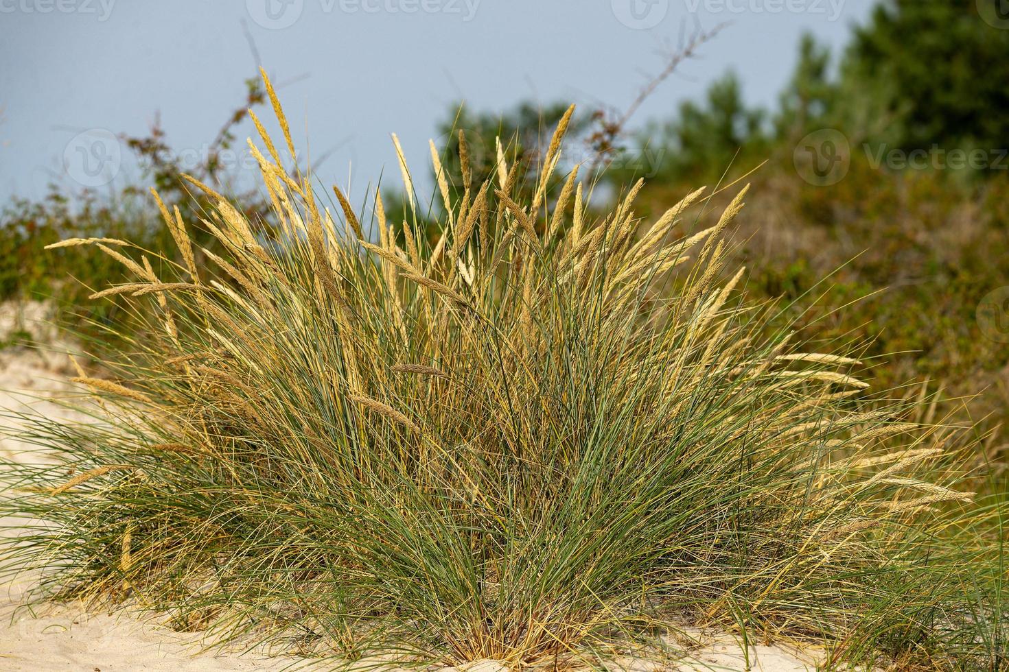 Beach grass close up photo