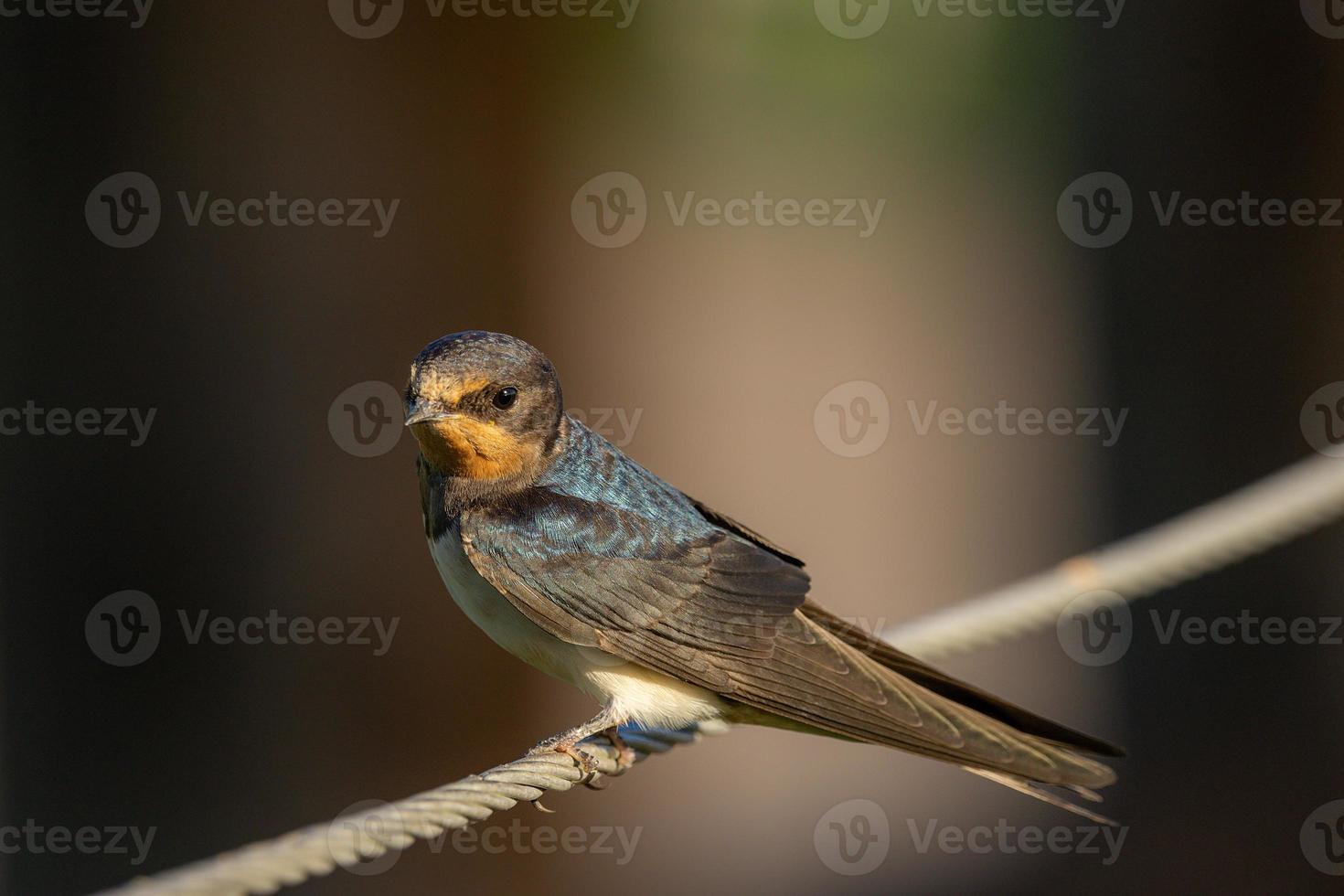 golondrina común, primer plano foto