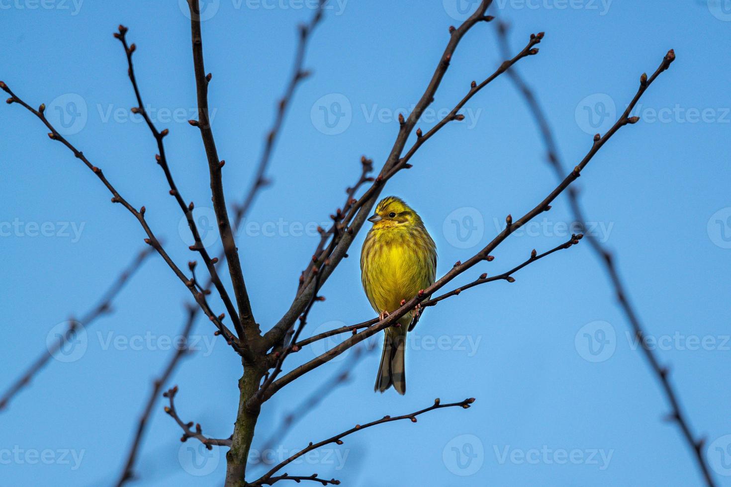 Yellowhammer portrait, blue sky photo