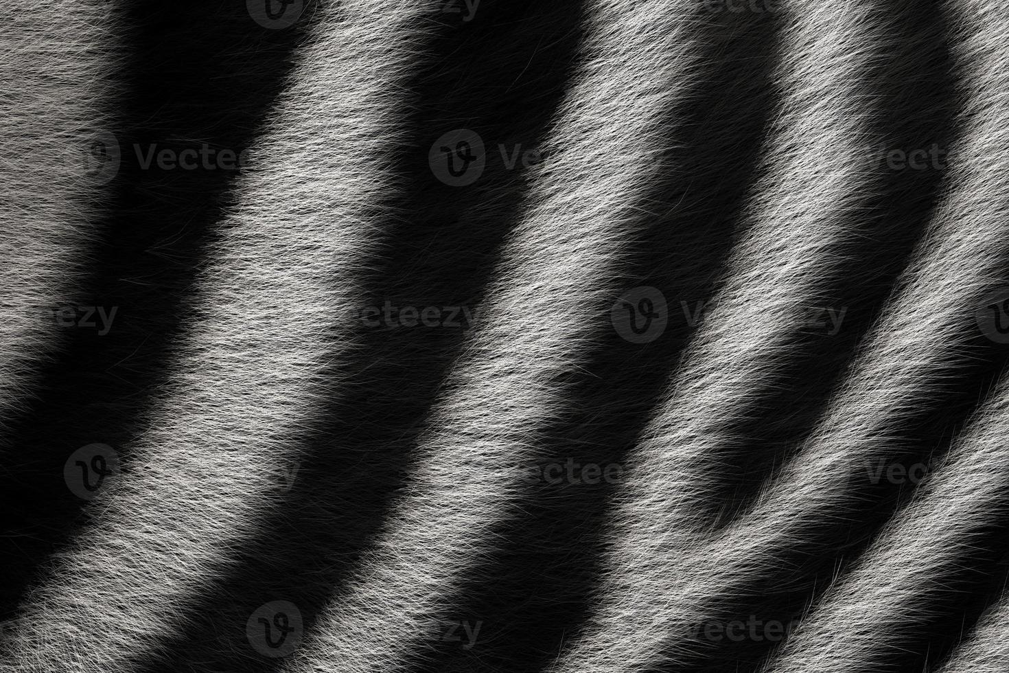 Zebra wool animal skin texture. Black and white striped nature background photo