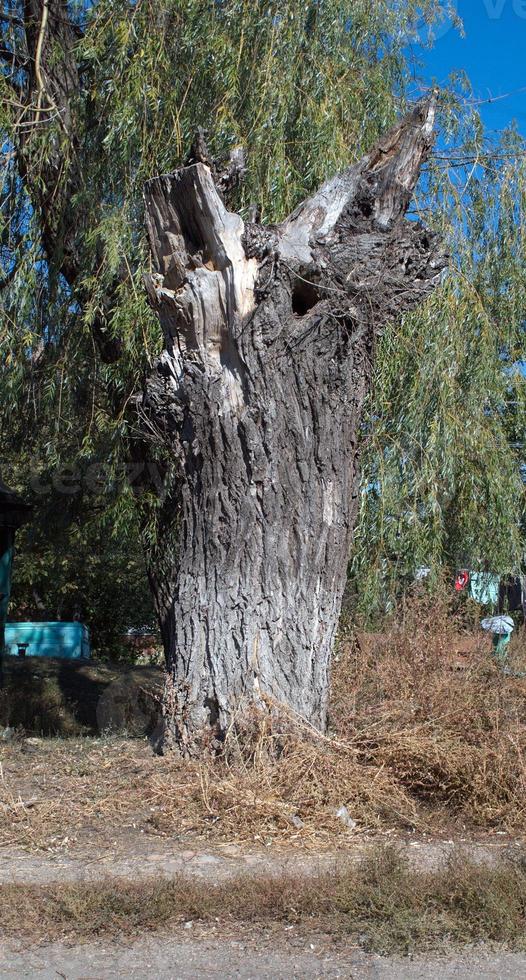 dry tree trunk photo