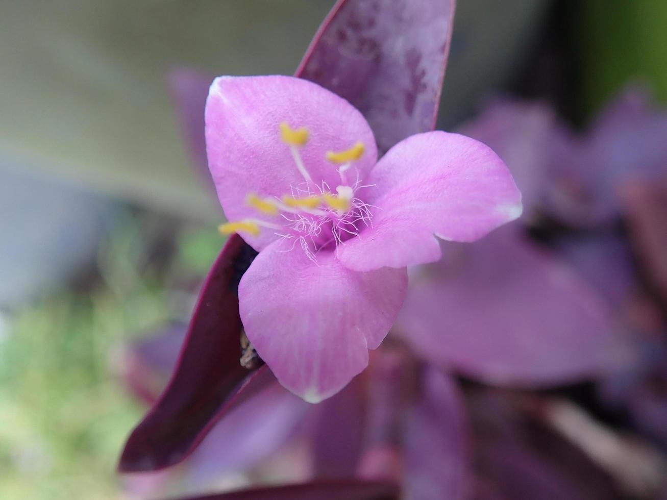 closeup flower tradescantia pallida es una especie de spiderwort similar a t. fluminensis, t. cebrina, t. pallida 'purpurea' se llama comúnmente secretia púrpura, corazón púrpura o reina púrpura en flor foto