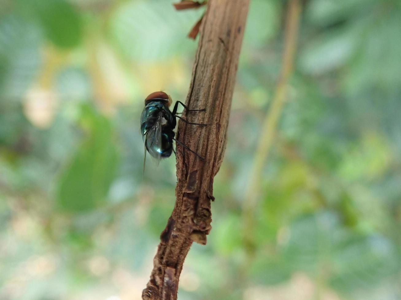 Closeup a fly perched on a tree branch with a blur background. It is Chrysomya megacephala, more commonly known as the oriental latrine fly or oriental blue fly, is a family Calliphoridae blowflies. photo