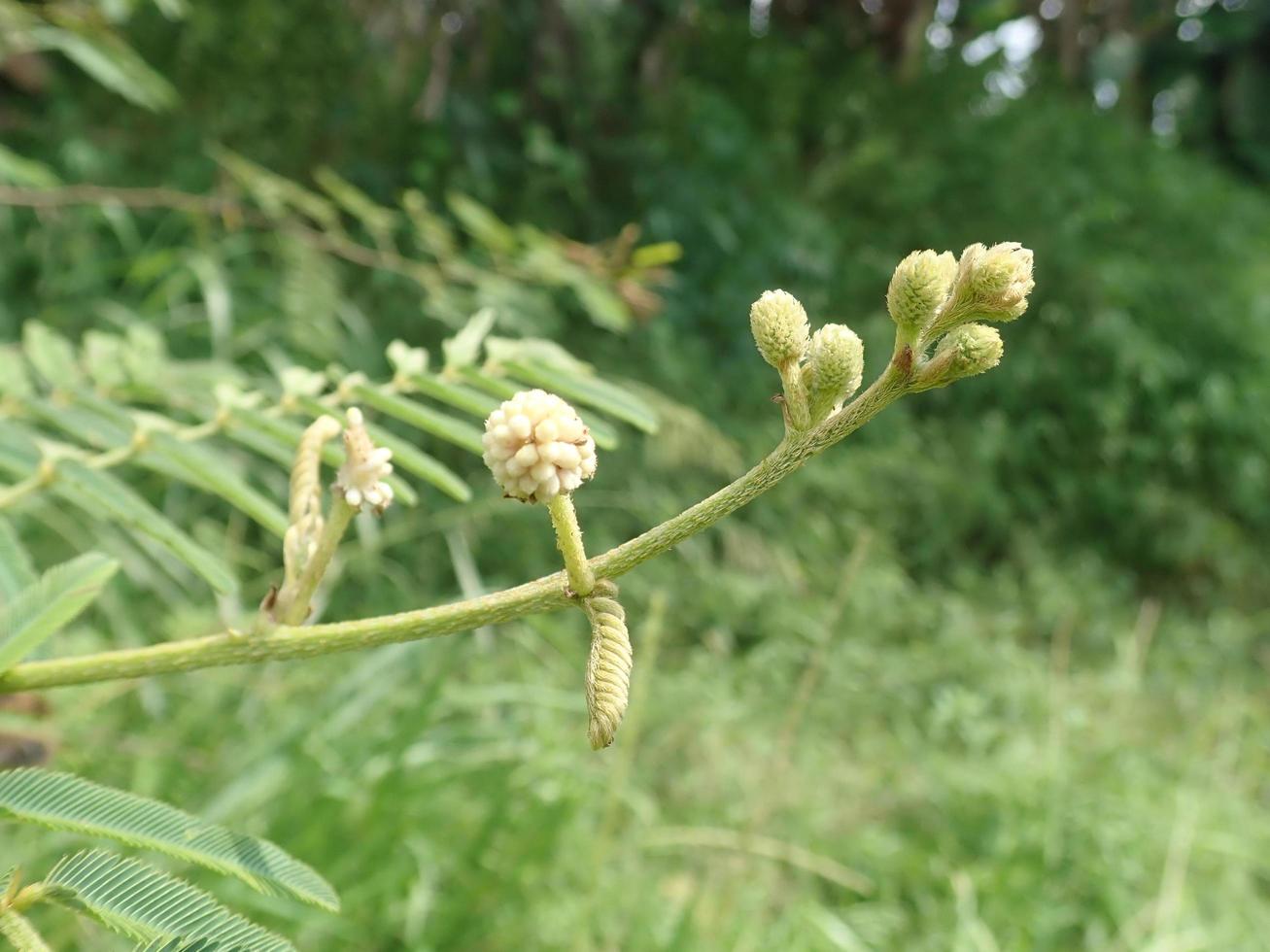 Mimosa pudica, pudica shy, bashful or shrinking, also called sensitive plant, sleepy plant, action plant, touch me not, shy plant, is perennial flowering plant of the pea legume family Fabaceae. photo