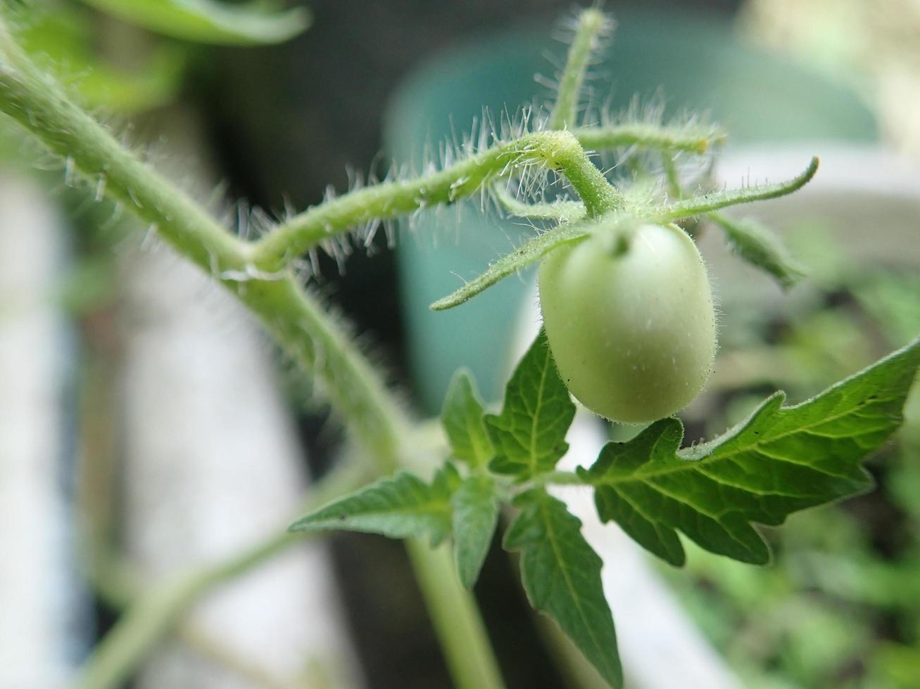 Closeup Cung Kediro still raw with a blurred background. Cung Kediro is an endemic Indonesian fruit similar to cherry tomatoes. Cung Kediro is like a mini tomato photo