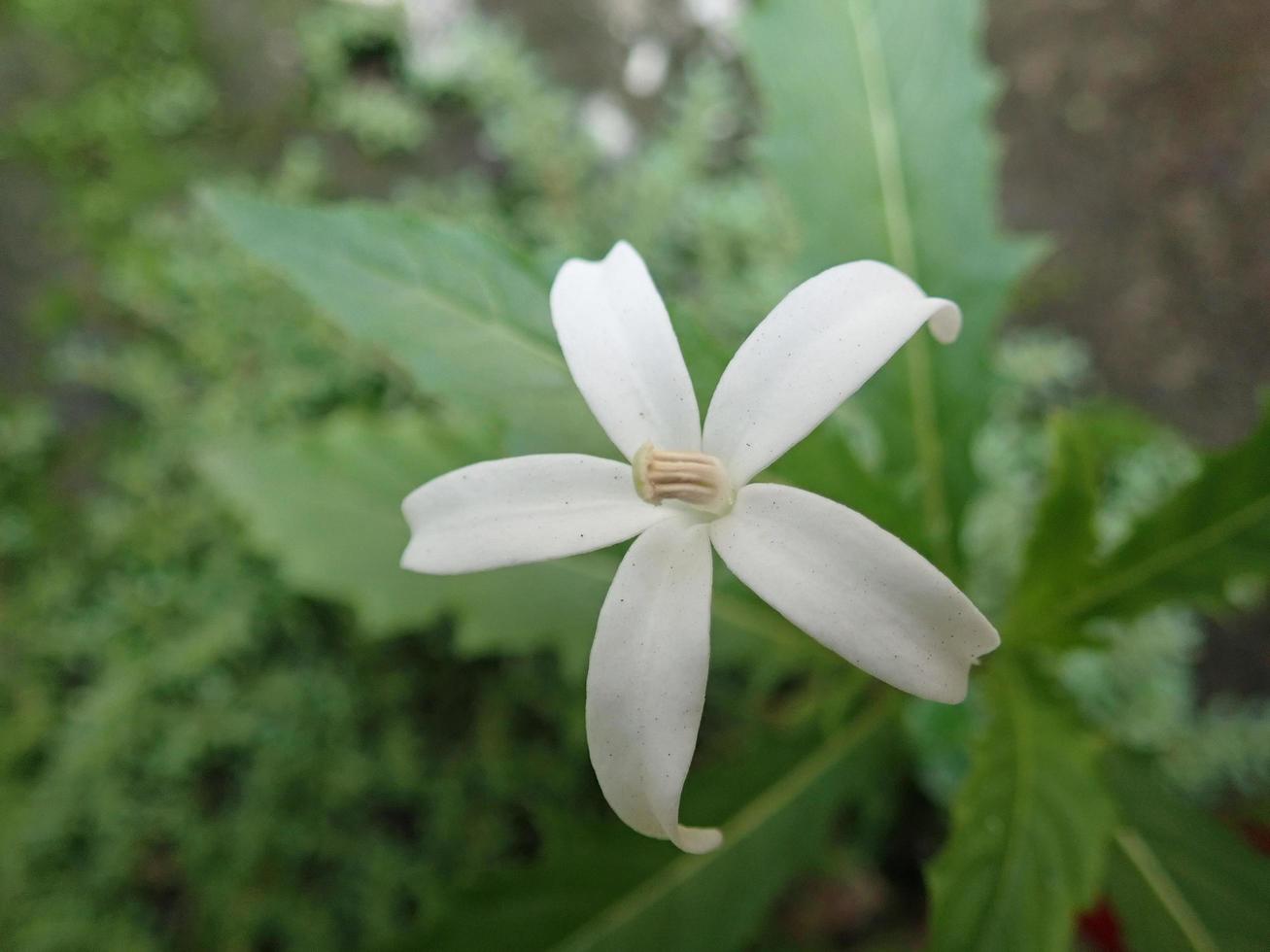 Closeup White Madam Fate flower - Star of Bethlehem or Star Flower or Laurentia Longiflora. Its Latin name is Hippobroma Longiflora herb for relieve cough. photo