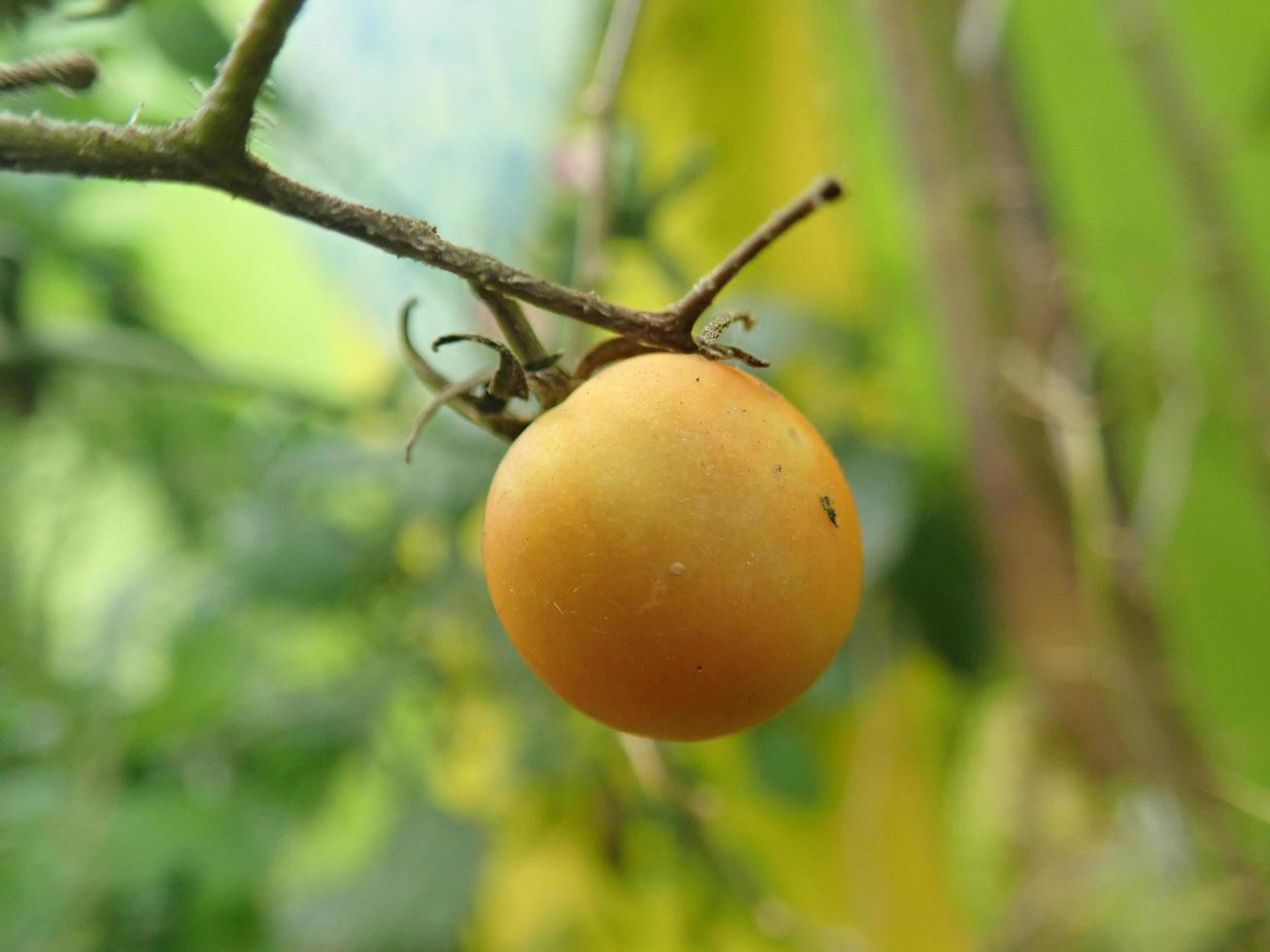 Close up Cung Kediro endemic plants Indonesia as Cherry Tomatoes, Its small like a marble, its red when its ripe and green when its not cooked and it tastes a little sour, This is a kitchen spice photo