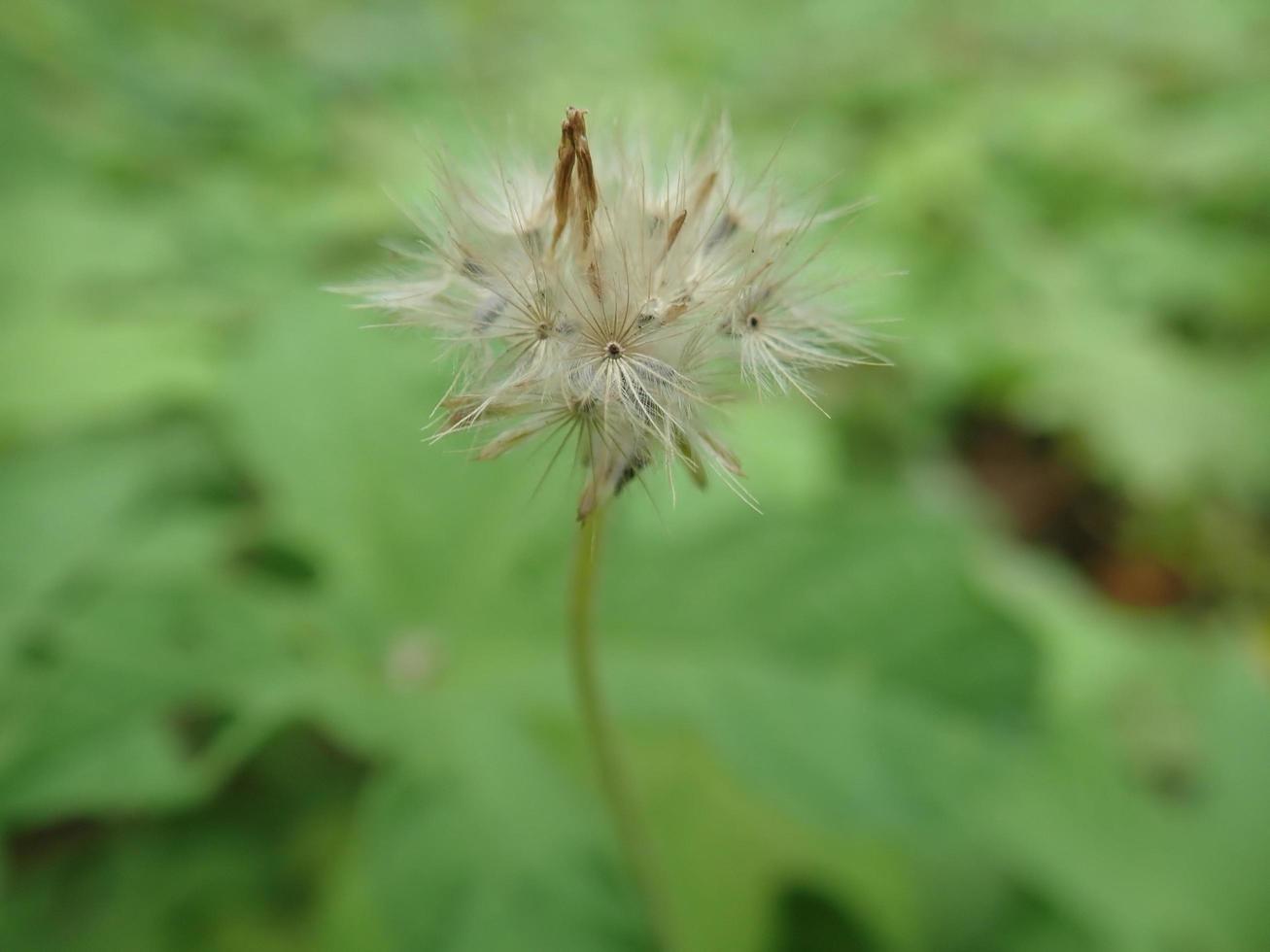 Close up macro Residual fruit seed Tridax procumbens, commonly known as coatbuttons or tridax daisy or Gletang photo