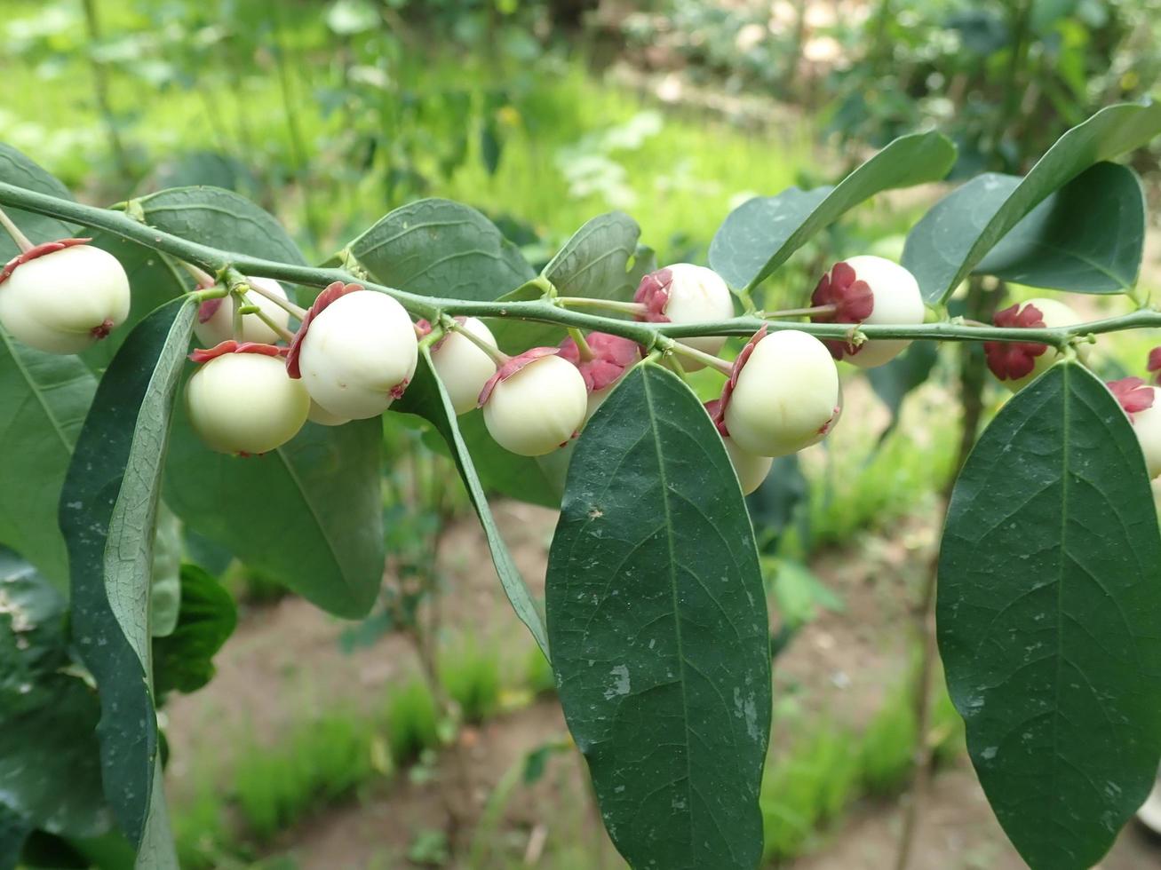 katuk fruit in the garden. Physically, the katuk fruit is small, round in shape, white in color and inside there are three seeds. While vegetable katuk is a minor vegetable. photo