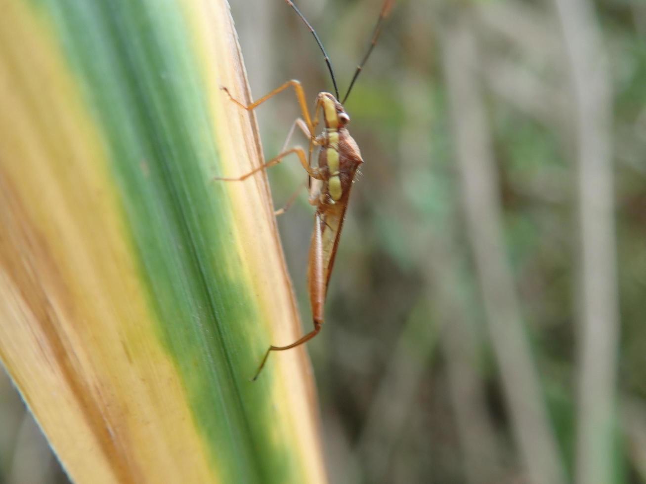 cierra un insecto en una hoja verde, en un fondo borroso. es leptocorisa oratoria walang sangit, indonesia, la chinche del arroz, es un insecto de la familia alydidae, las chinches de cabeza ancha. foto