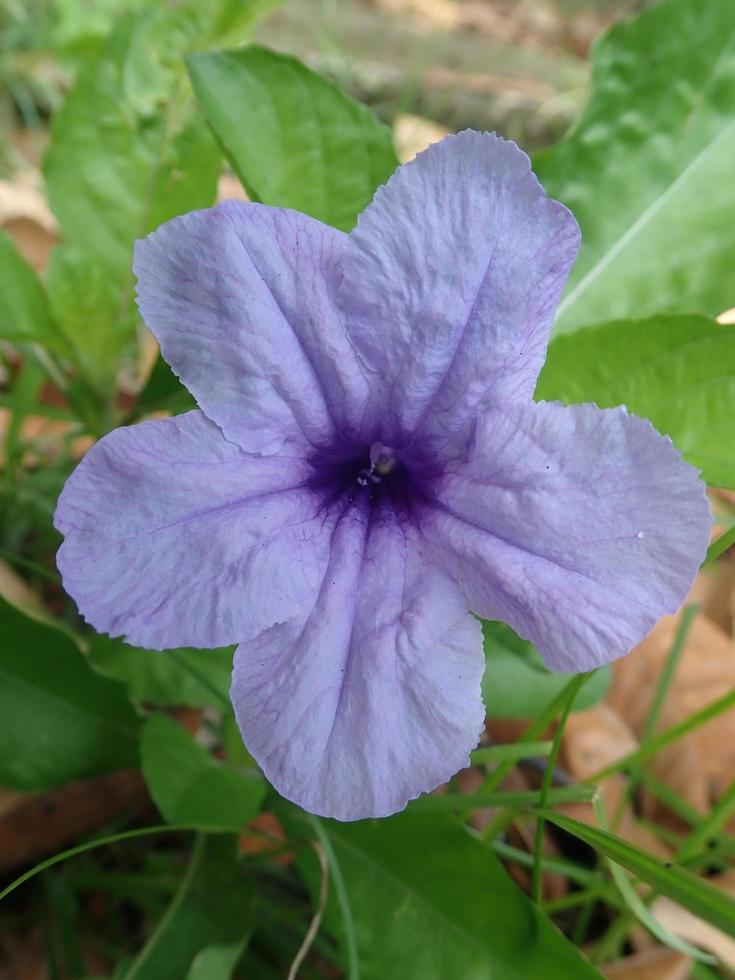 Closeup Kencana Ungu liar or Ruellia tuberosa, also known as minnieroot, fever root, snapdragon root and sheep potato, is a species of flowering plant in the family Acanthaceae in bloom. photo