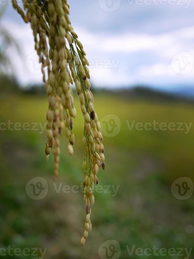 cclose up golden color of Young Rice ear Ears-of-rice in the rice field Thailand photo