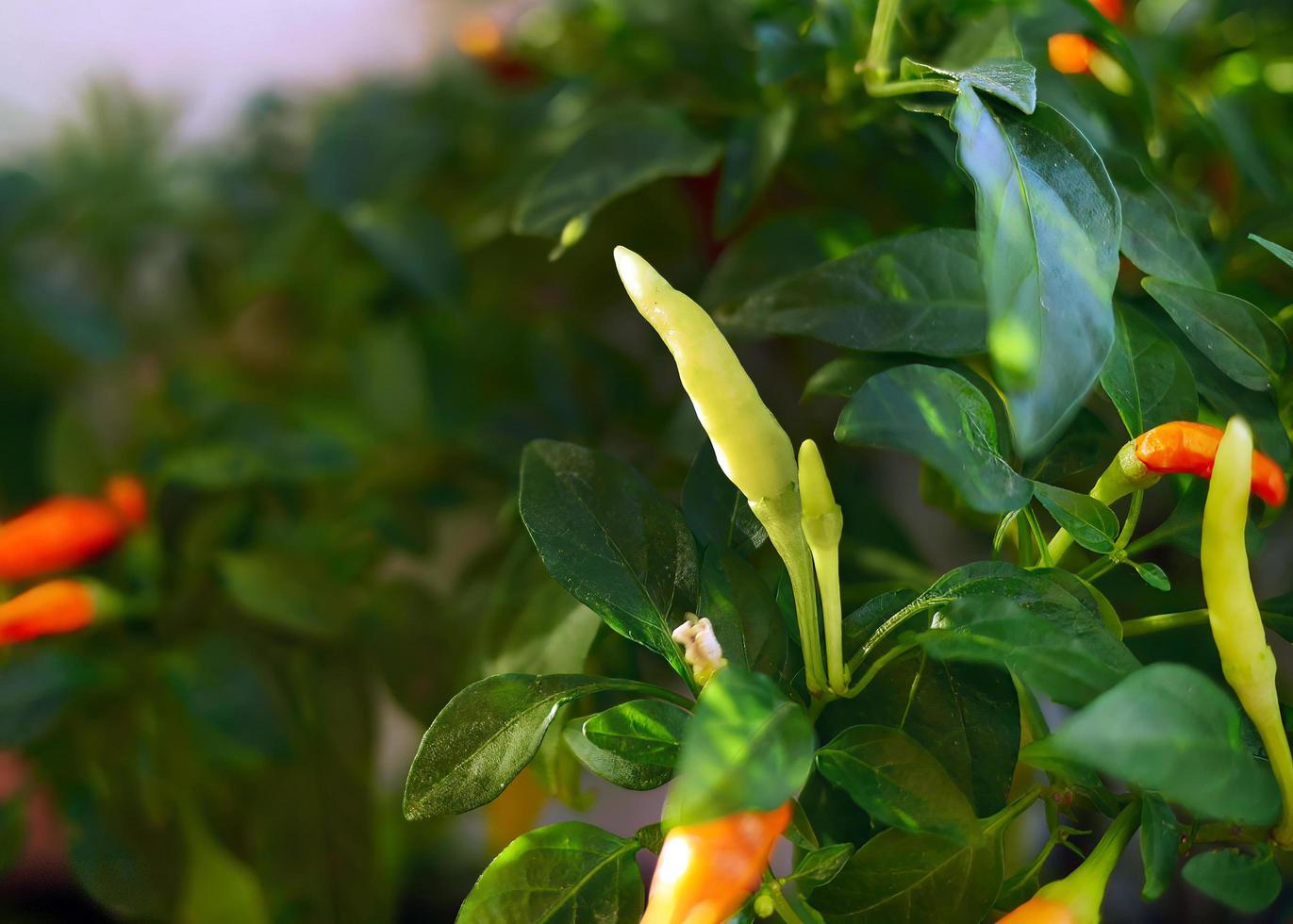 close up green and red chilli plant growing in the farm thailand photo